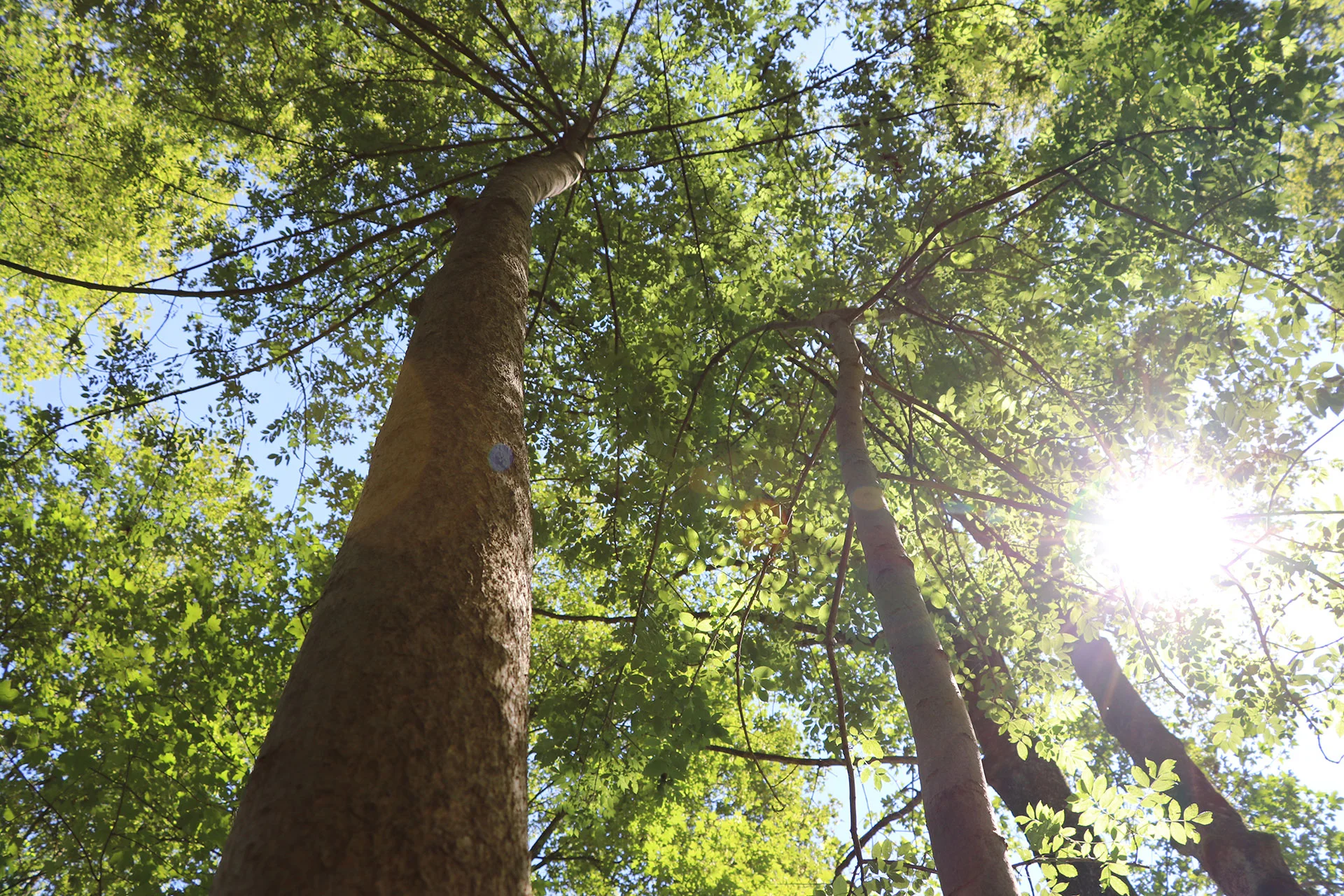 trees_and_sky.jpg