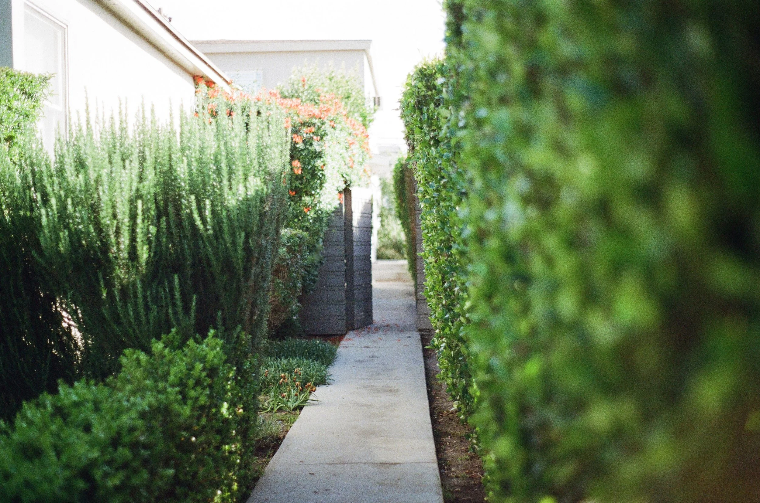 garden-way-2631.jpg