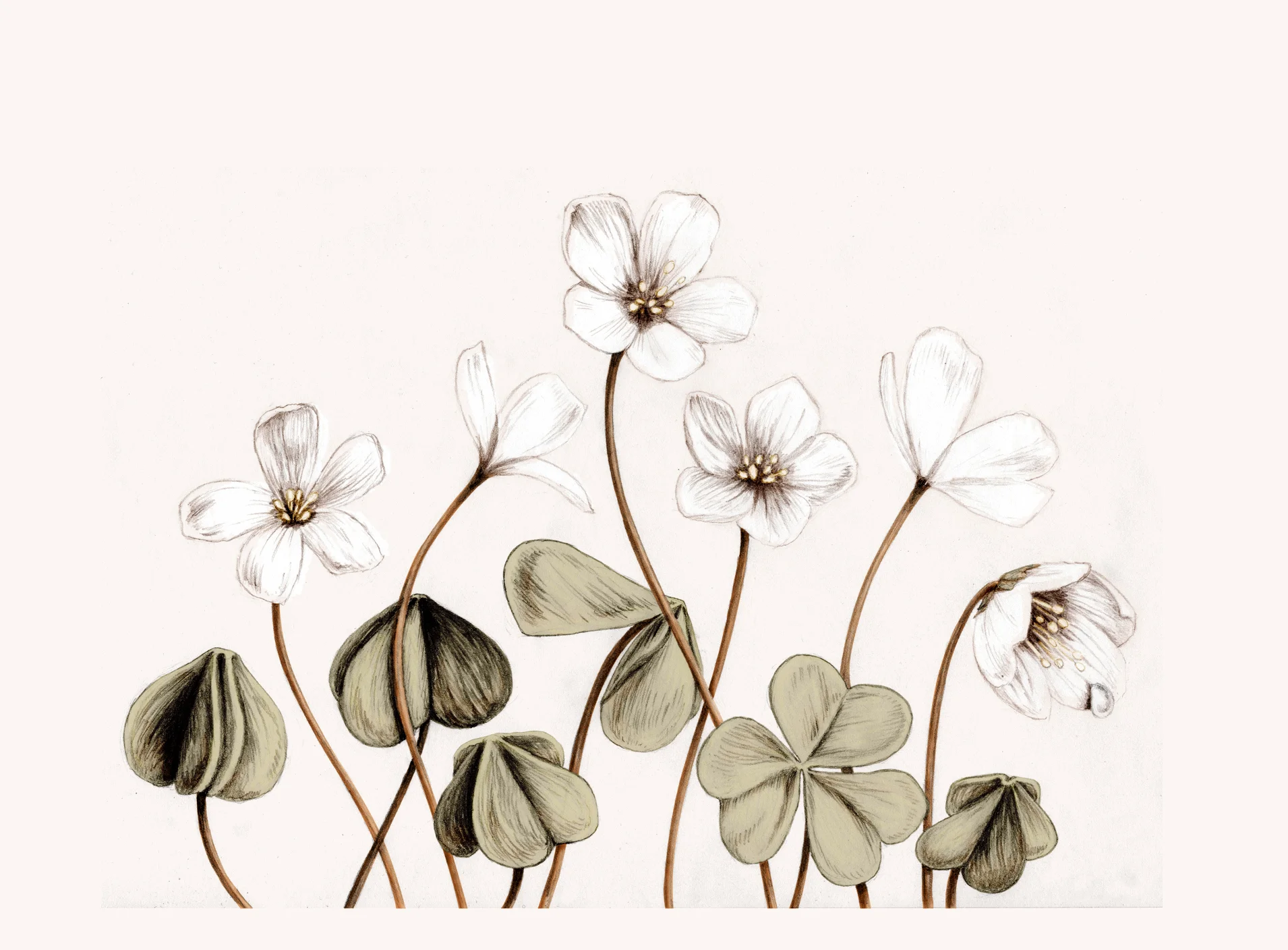 Oxalis Skovsyre Illustration Anne Løvenskjold