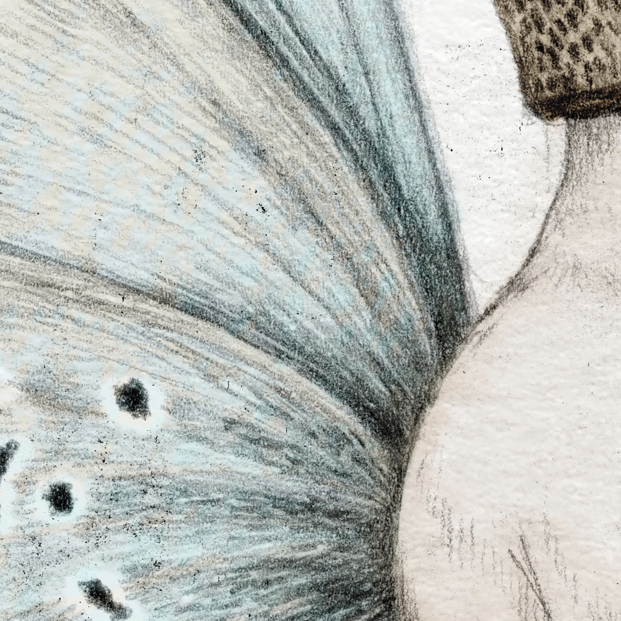 baby butterfly detail.jpg