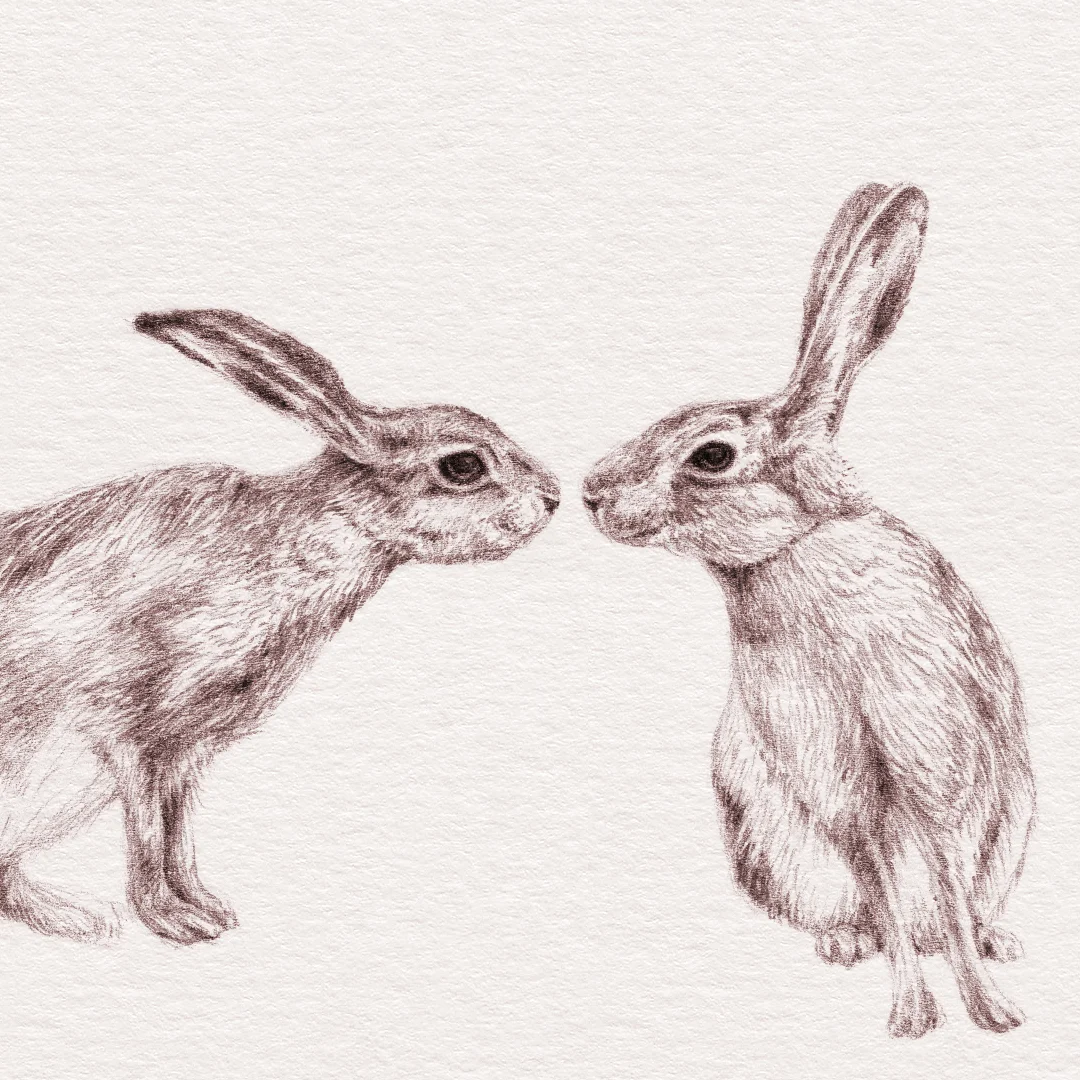 Hare Brownhare Illustration Anne Løvenskjold
