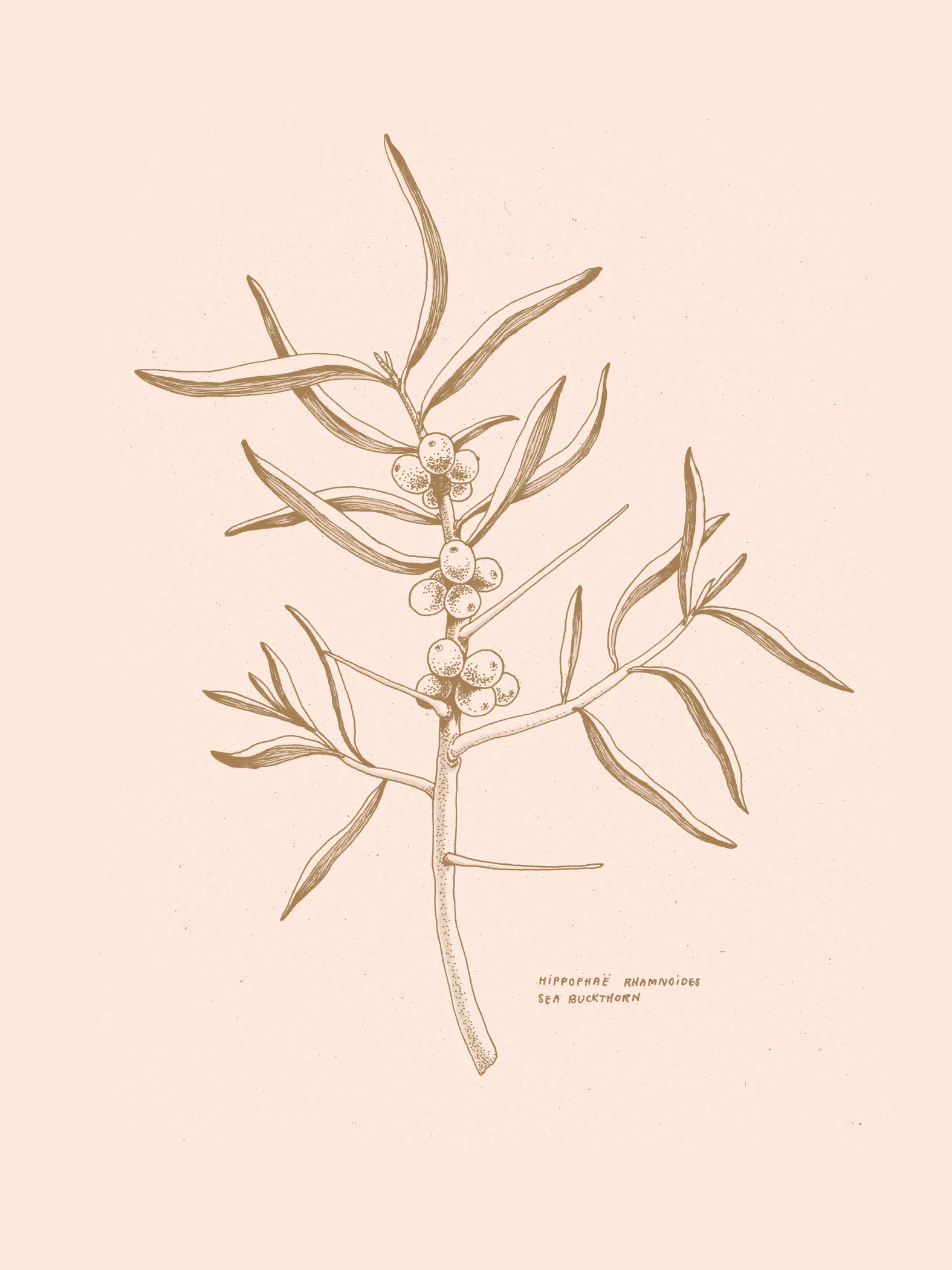 Havtorn Blush and Ochre web.jpg