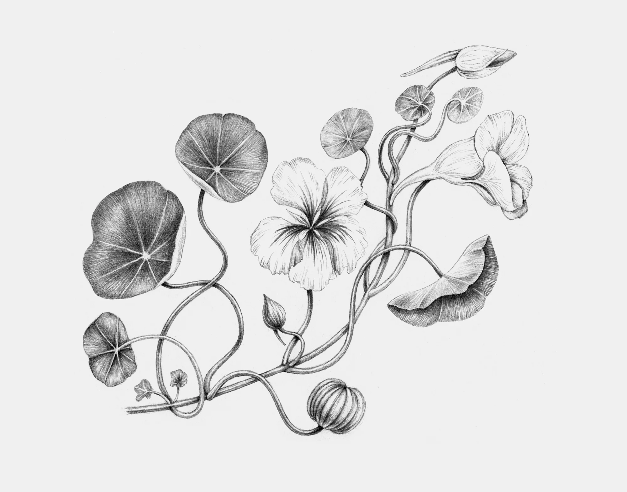 Tallerkensmækker / Nasturtium. Anne Løvenskjold for Sigridsminde