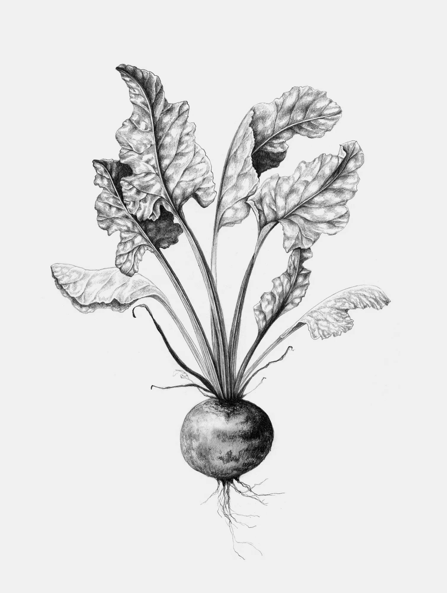 Rødbede / Beet. Anne Løvenskjold for Sigridsminde