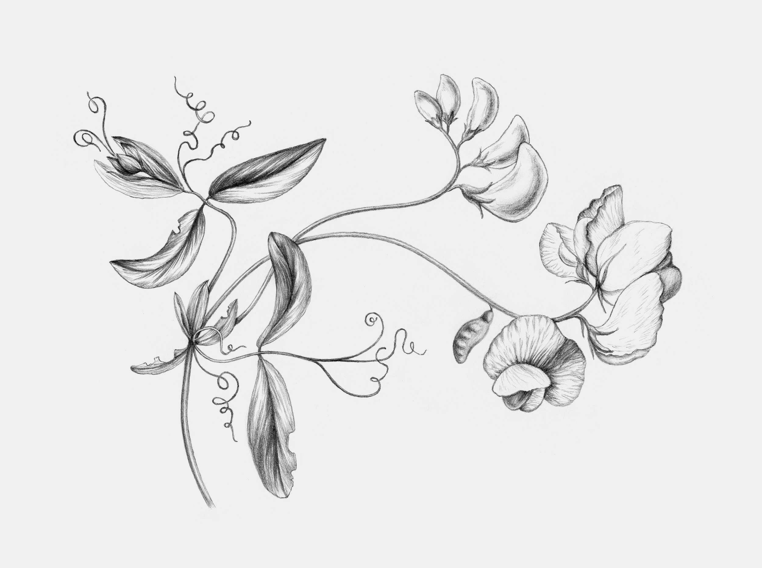 Ærteblomst / Lathyrus . Anne Løvenskjold for Sigridsminde