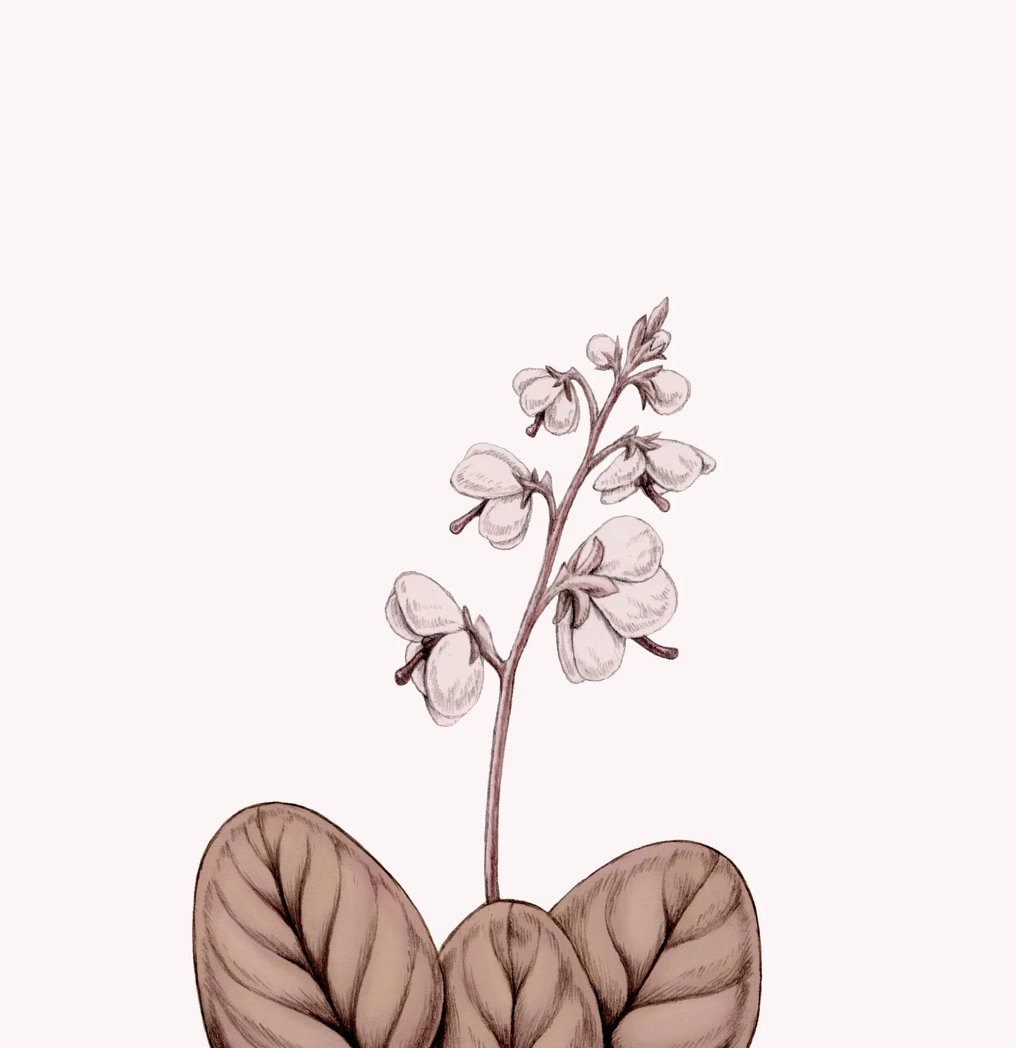 Round-Leaved Wintergreen / Klit-vintergrøn / Anne Løvenskjold