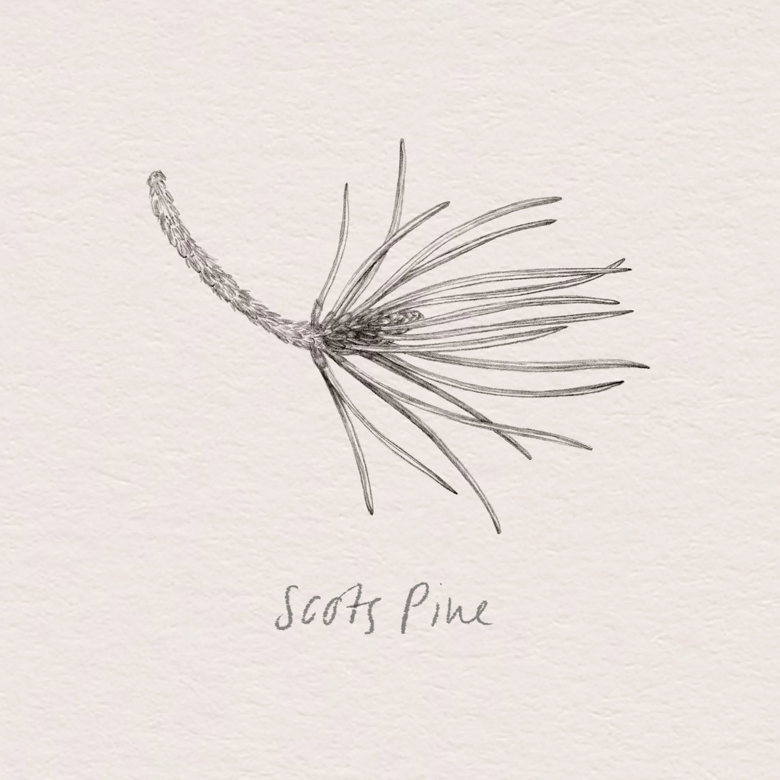 Scots Pine sketch / Skovfyr / Anne Løvenskjold