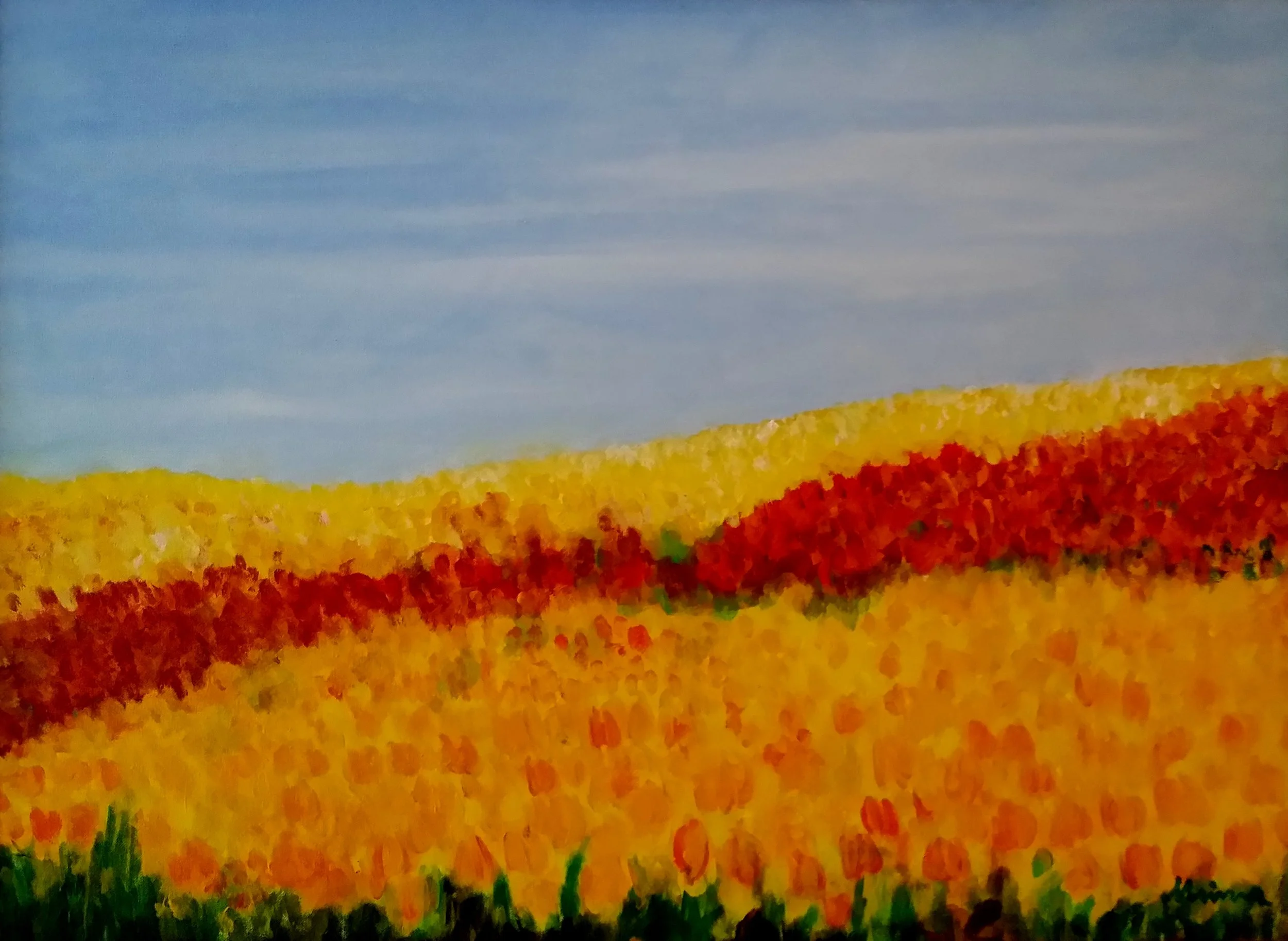 05-Tulpenfeld Lisse.jpg
