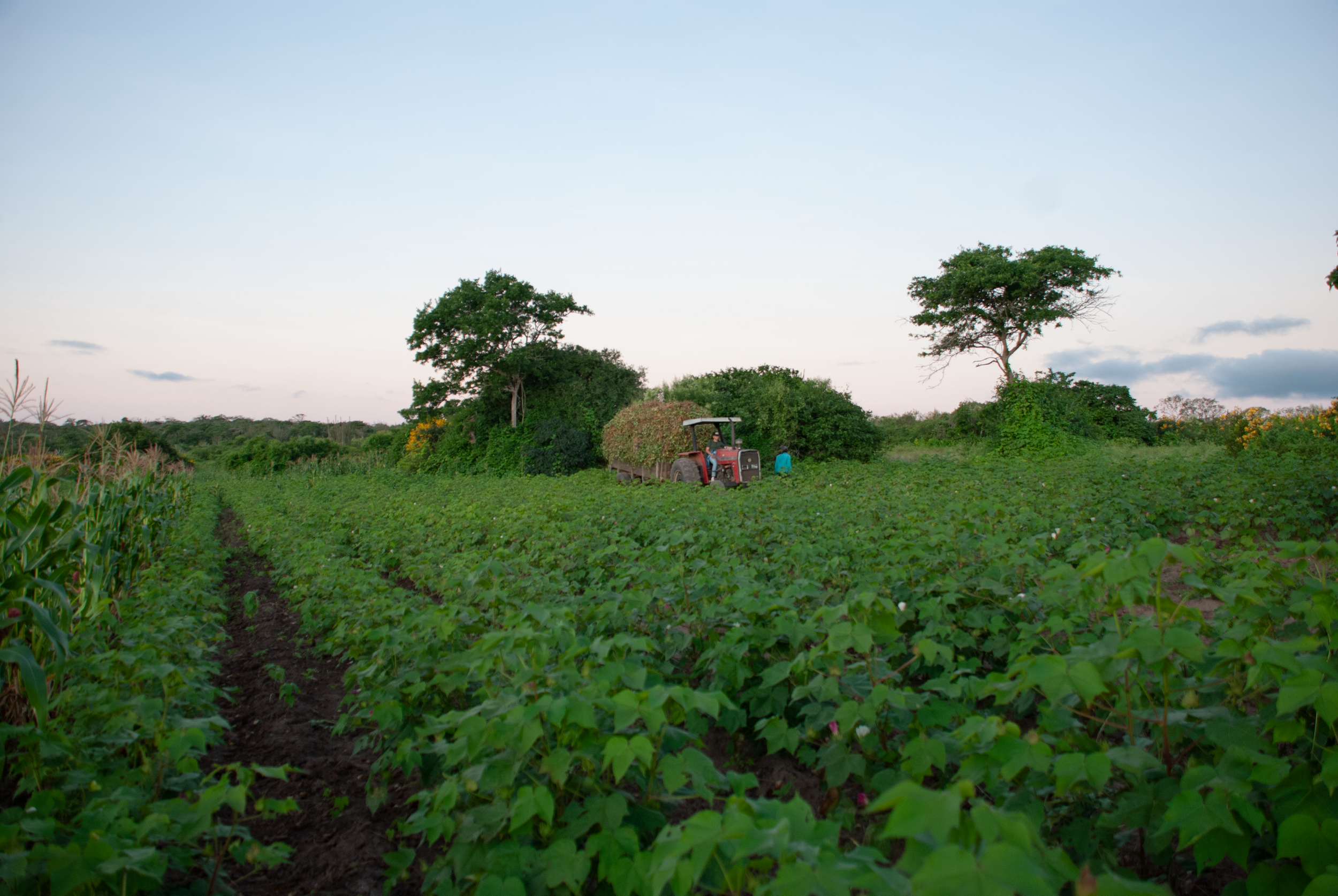  Sunset at Suzana’s farm, Paraíba, Brazil 2022 