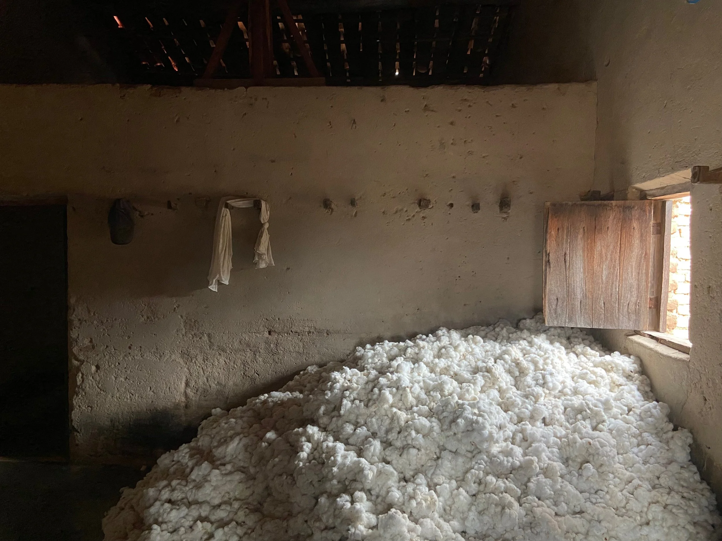  Freshly harvested seed cotton in storage room, Piauí, Brazil, 2023 