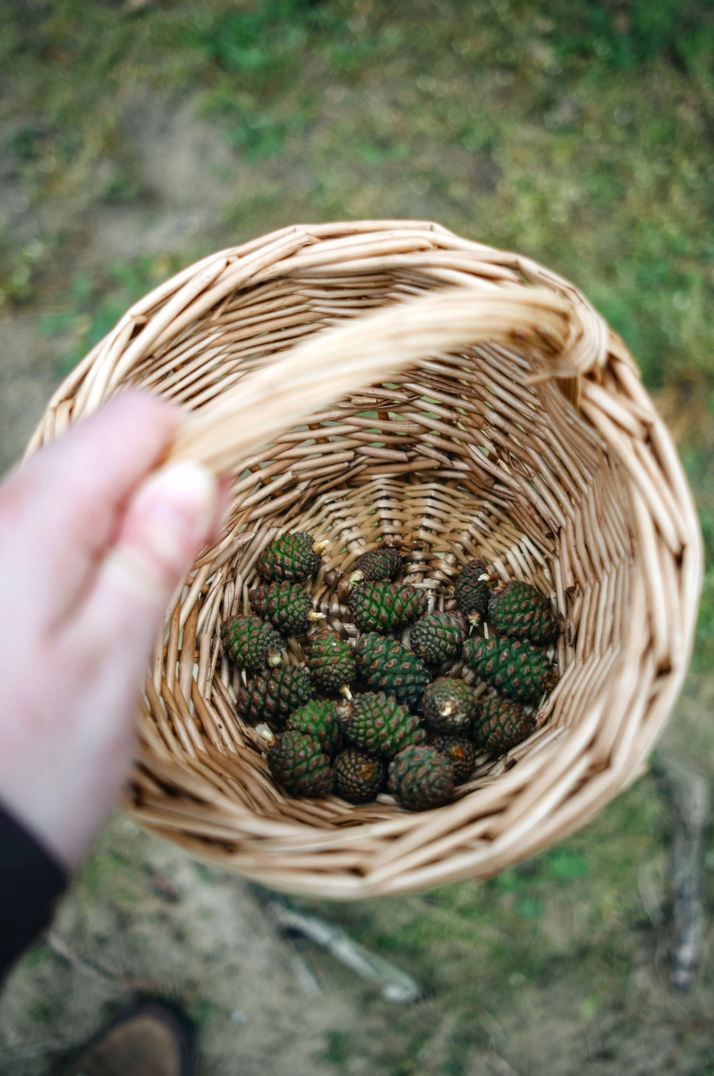 Foraging in early spring (Silent Story 003)