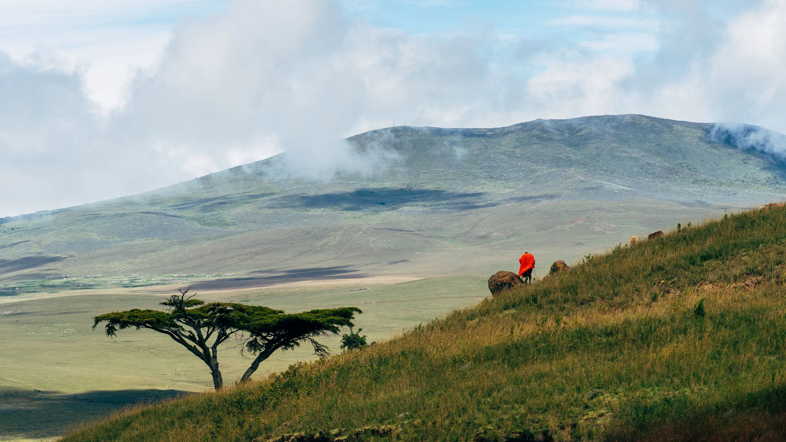 20190528_Tortilis_NgoroNgoro_-08615.jpg