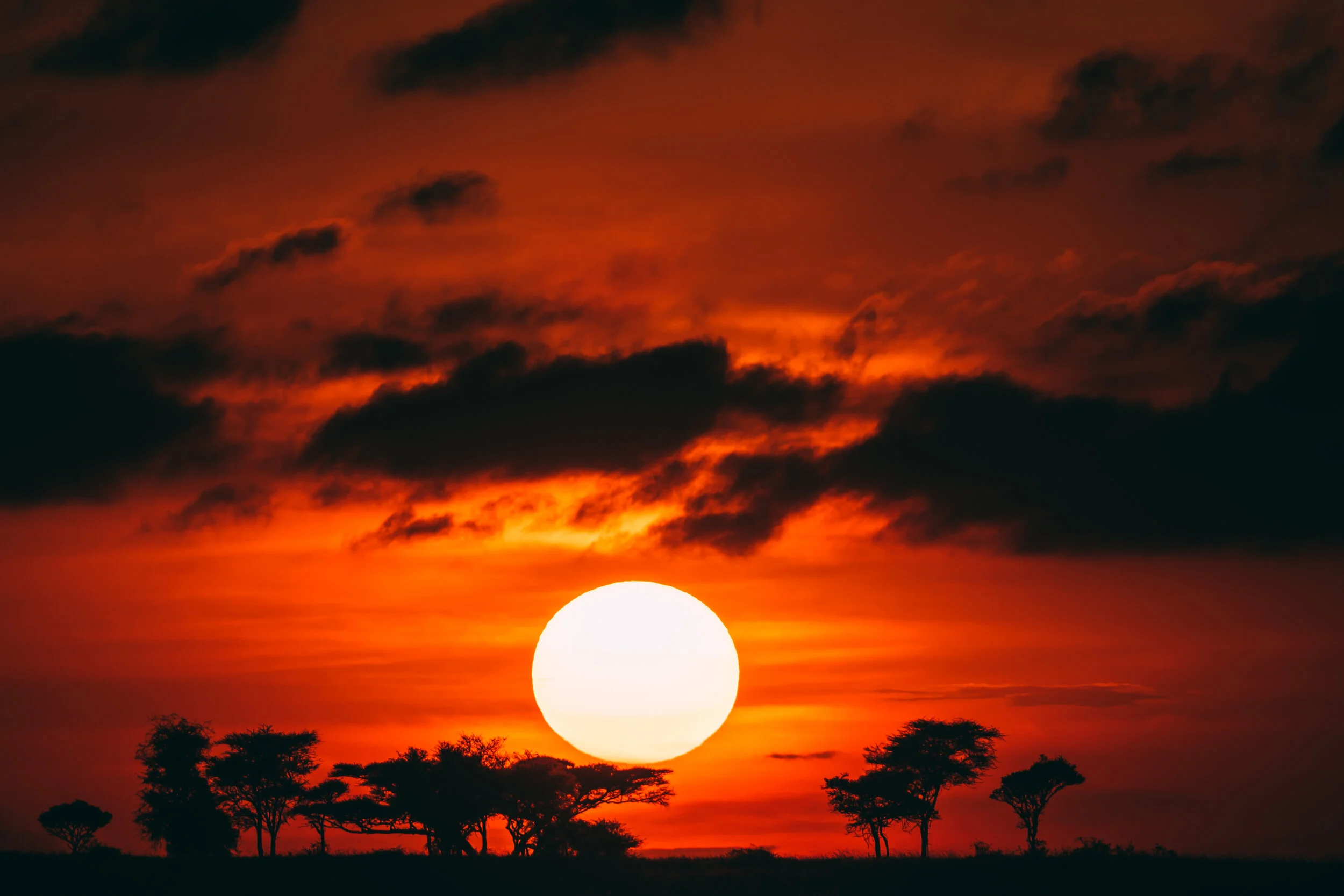 20190601_Tortilis_Serengeti_JHP00602.jpg