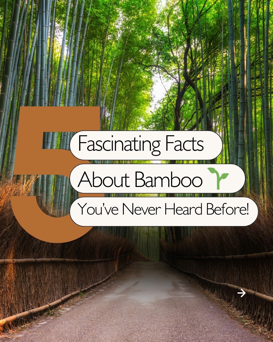 🌱 5 Fascinating Facts About Bamboo You Didn&rsquo;t Know! 🌿

Did you know bamboo is more than just a plant? It's nature&rsquo;s powerhouse! Here are some surprising ways bamboo contributes to a sustainable and eco-friendly future:

1️⃣ Natural Air 