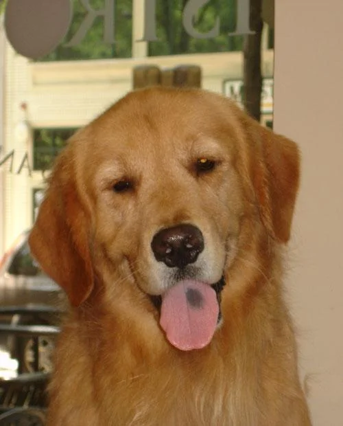 Bentley - In Loving Memory 7/28/04 - 12/15/12