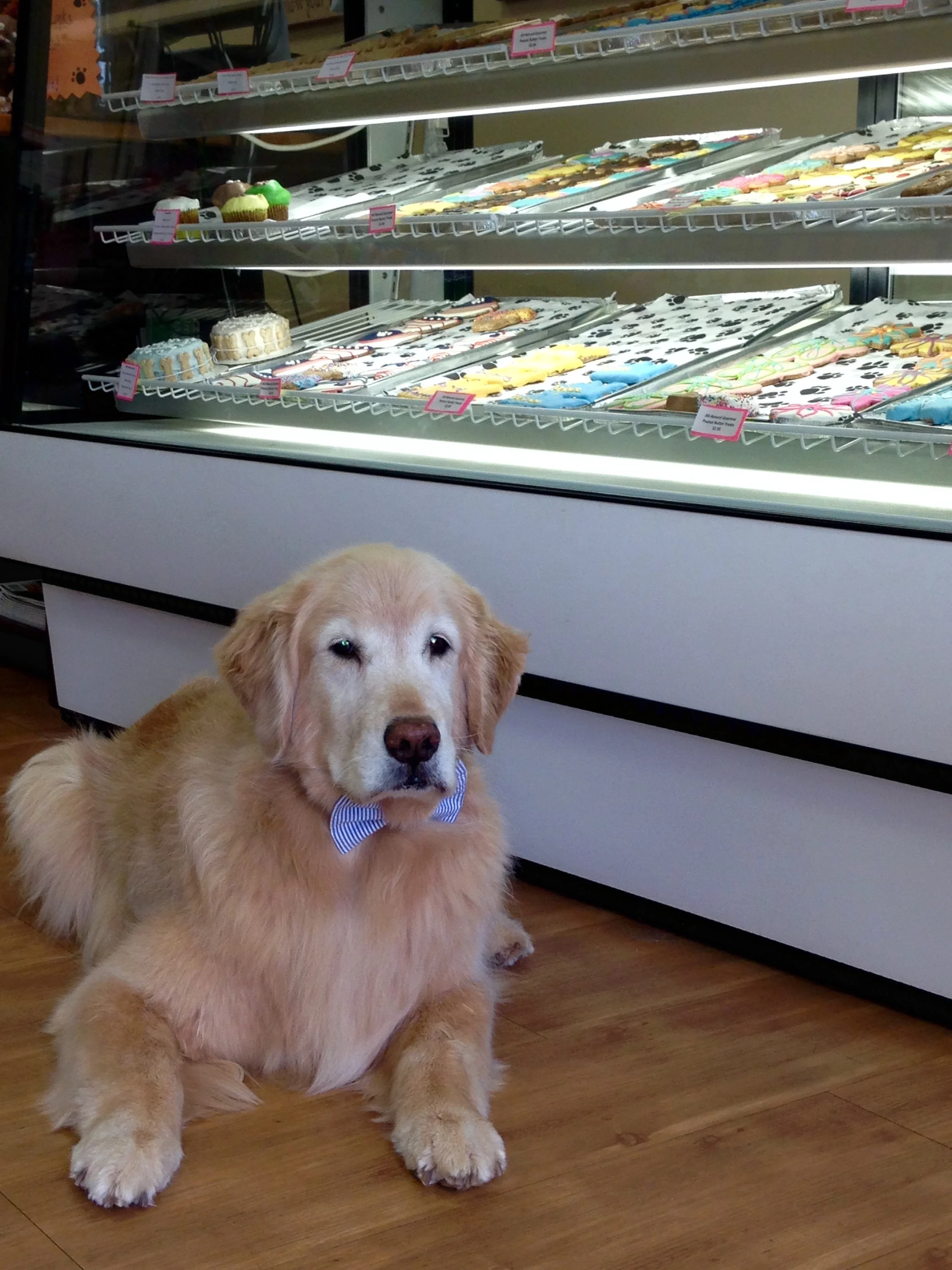 Duncan- In Loving Memory 5/6/06-8/12/18
