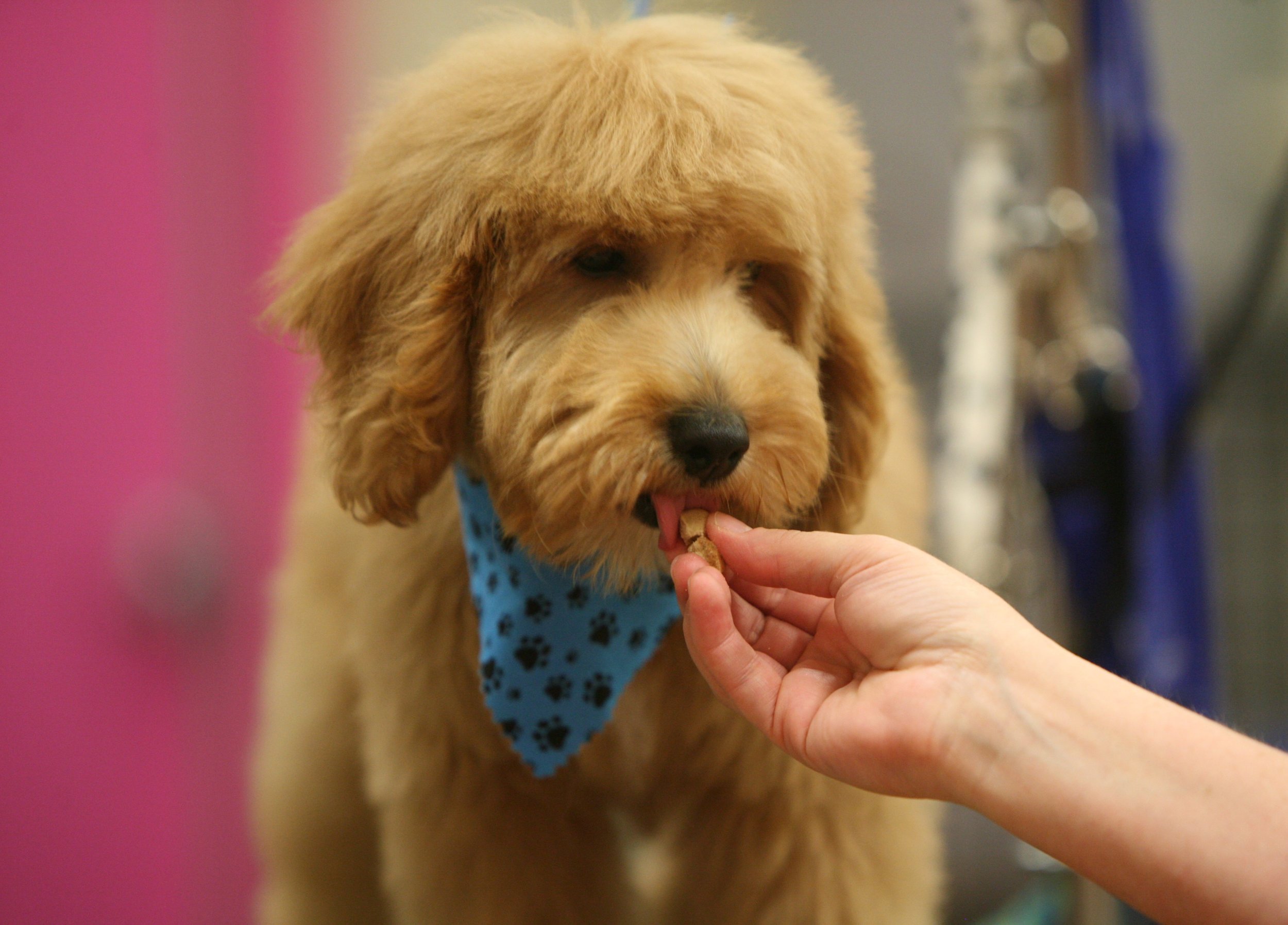 grooming page - dog getting a treat.jpg