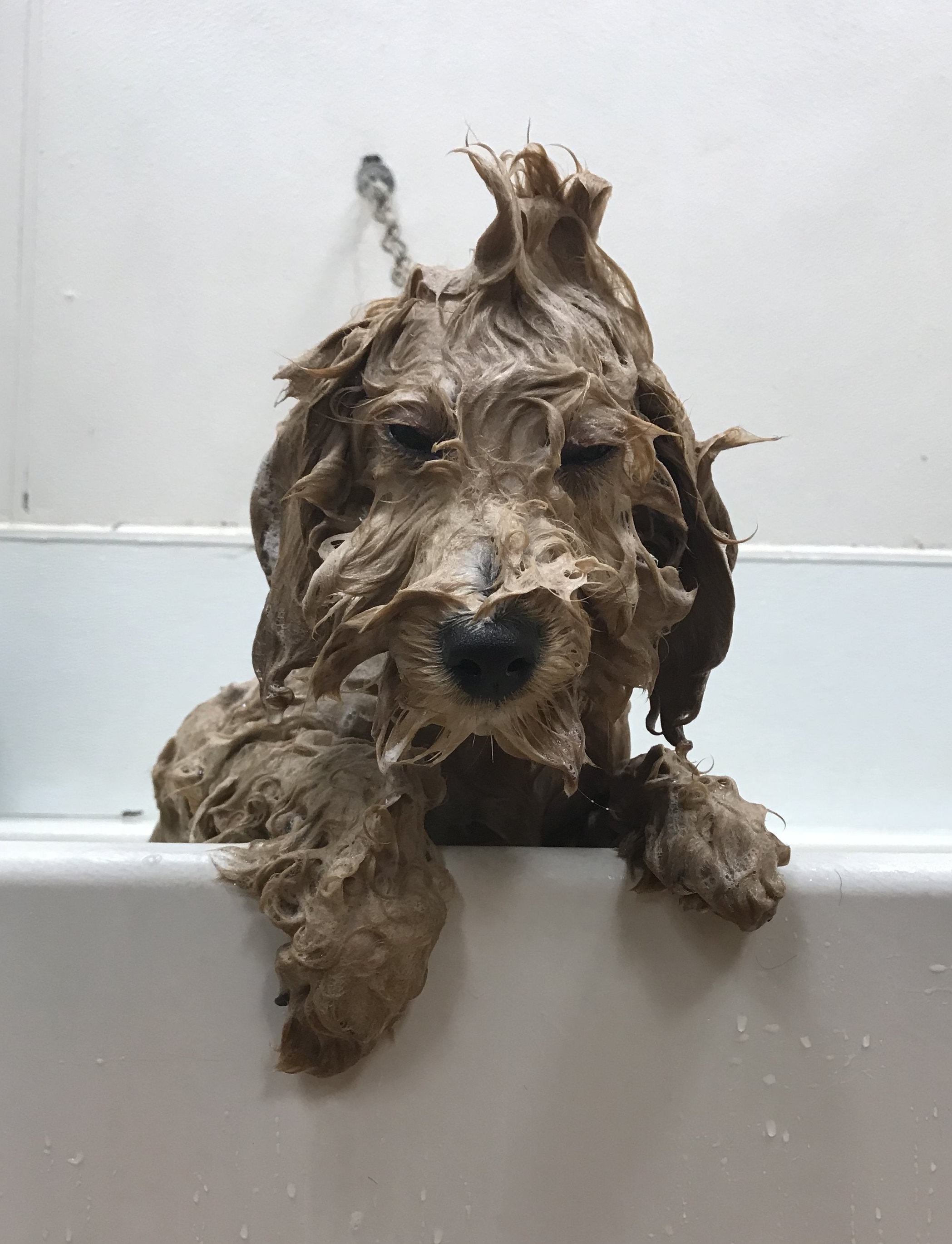 wet dog - grooming page.JPG