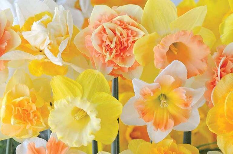 narcissus-flowering-bulbs.jpg