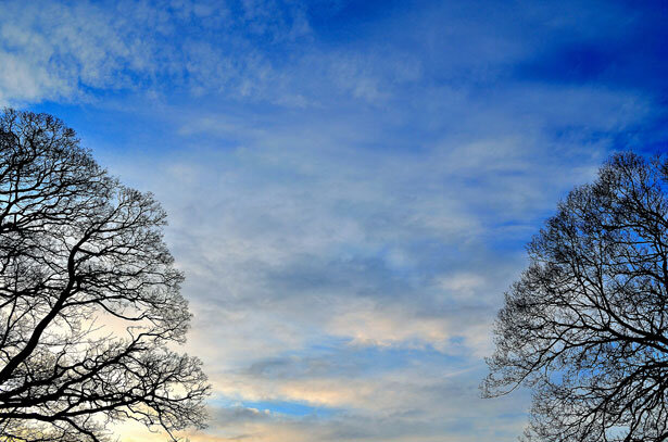 background-of-sky-and-trees.jpg