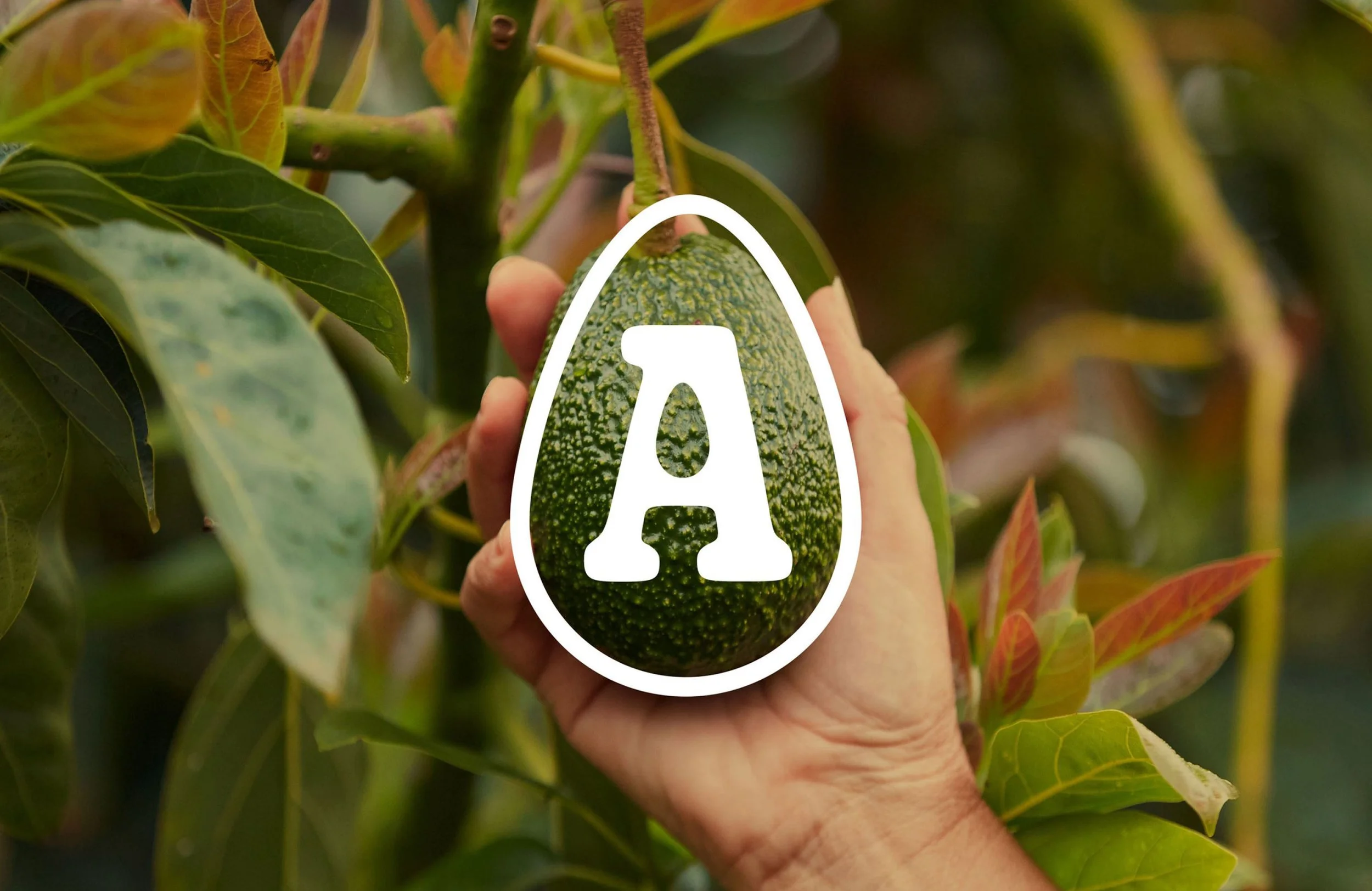 6396b75708e3e6c4fc592396_Block Avocado Collective.jpg
