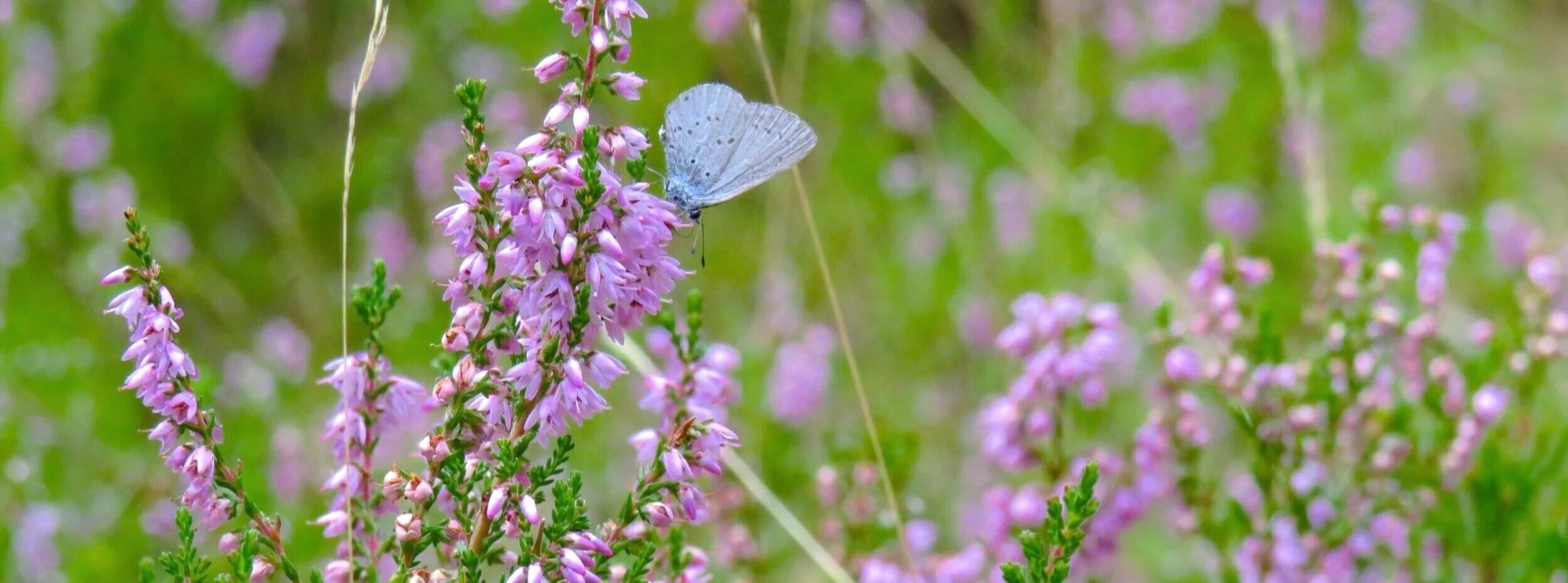 Premier Sober Living Homes In Dallas, Texas The Butterfly Way