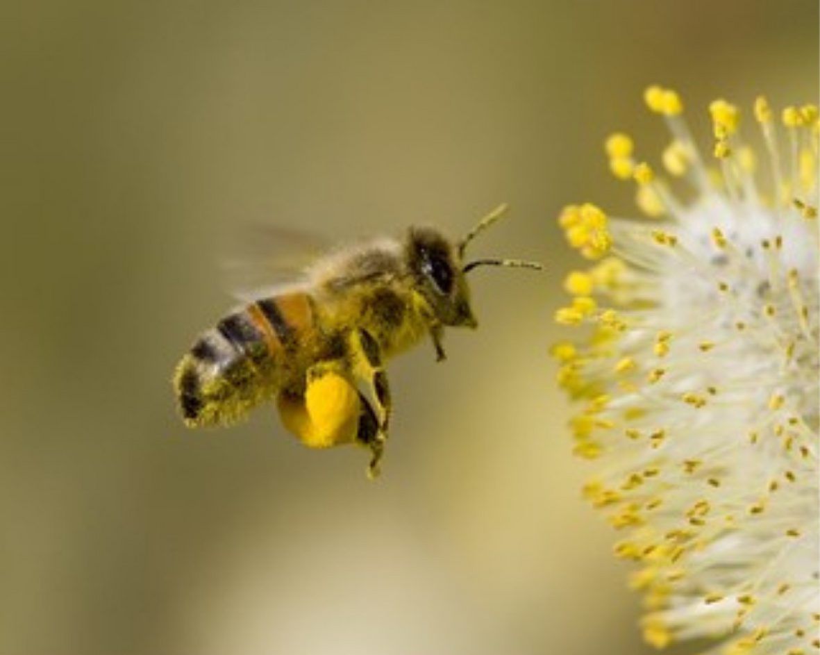 Kin Bees Honey shop — Kin Bees