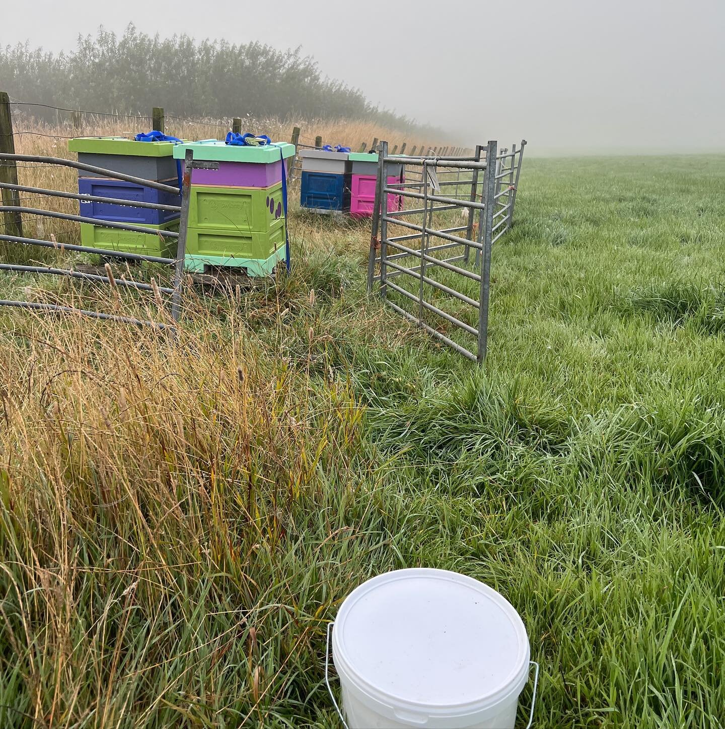 Winter top up feeding has commenced and you can certainly feel this Autumn chill before the mist lifted this morning

🍁🍂🍁

#bees #honey #honeybees #earlystsrts #winterbees