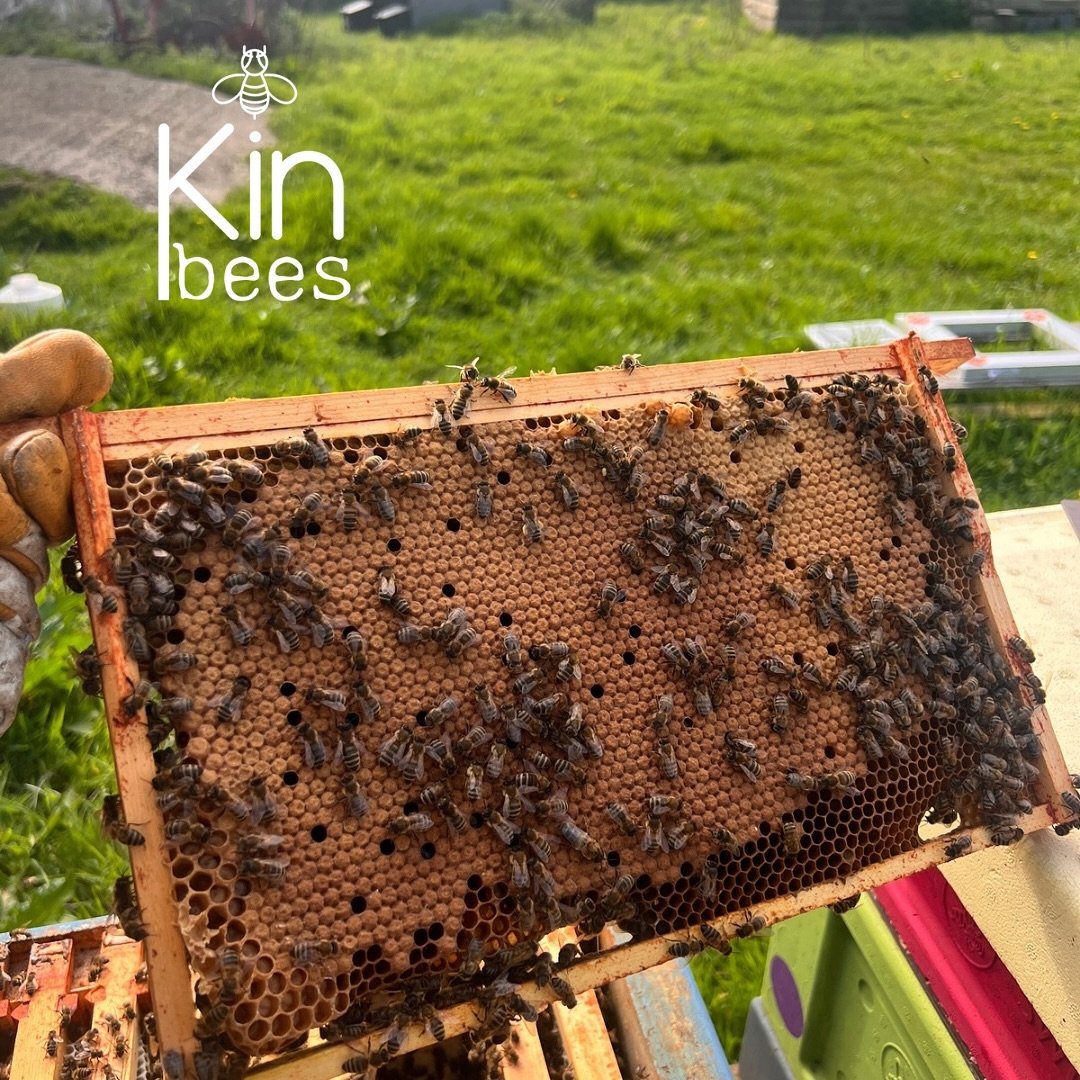 I&rsquo;ve chosen the queen to make next seasons over wintered nucs! Look at that lay pattern. Every single cell has a new bee larvae going the metamorphosis process under that little wax cap. Plus they&rsquo;re lovely calm bees to work with. 

It&rs
