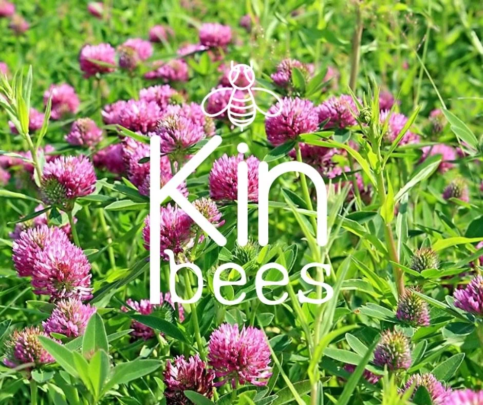 The very very very very last wee batch of our 2025 clover honey has just landed in the web shop. 

From hives on Urquhart Farm this was the first of our honeys to sell out at last weeks market and received some wonderful tasting reviews. Snag a jar q