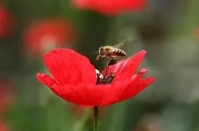 #weshallrememberthem