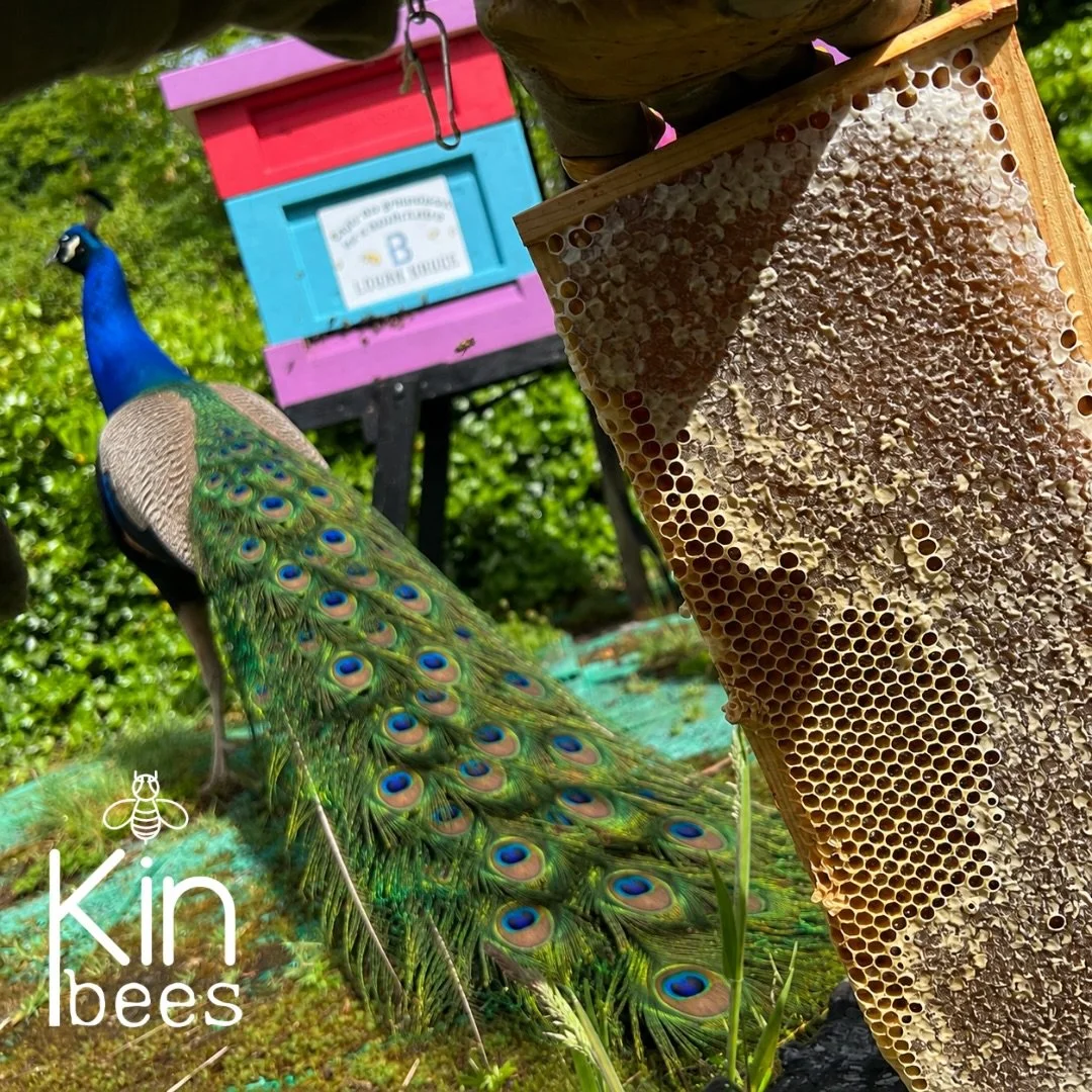 Our small batch Pittencrieff Park Honey is BACK IN STOCK 🦚

This unique honey, created by the Dunfermline Bees, has just been harvested. Fresh. Raw. Hive to jar. And delicious. 

🐝🏴󠁧󠁢󠁳󠁣󠁴󠁿🍯

Only available direct from the beekeeper at www.ki