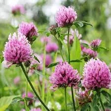 clover.jpeg