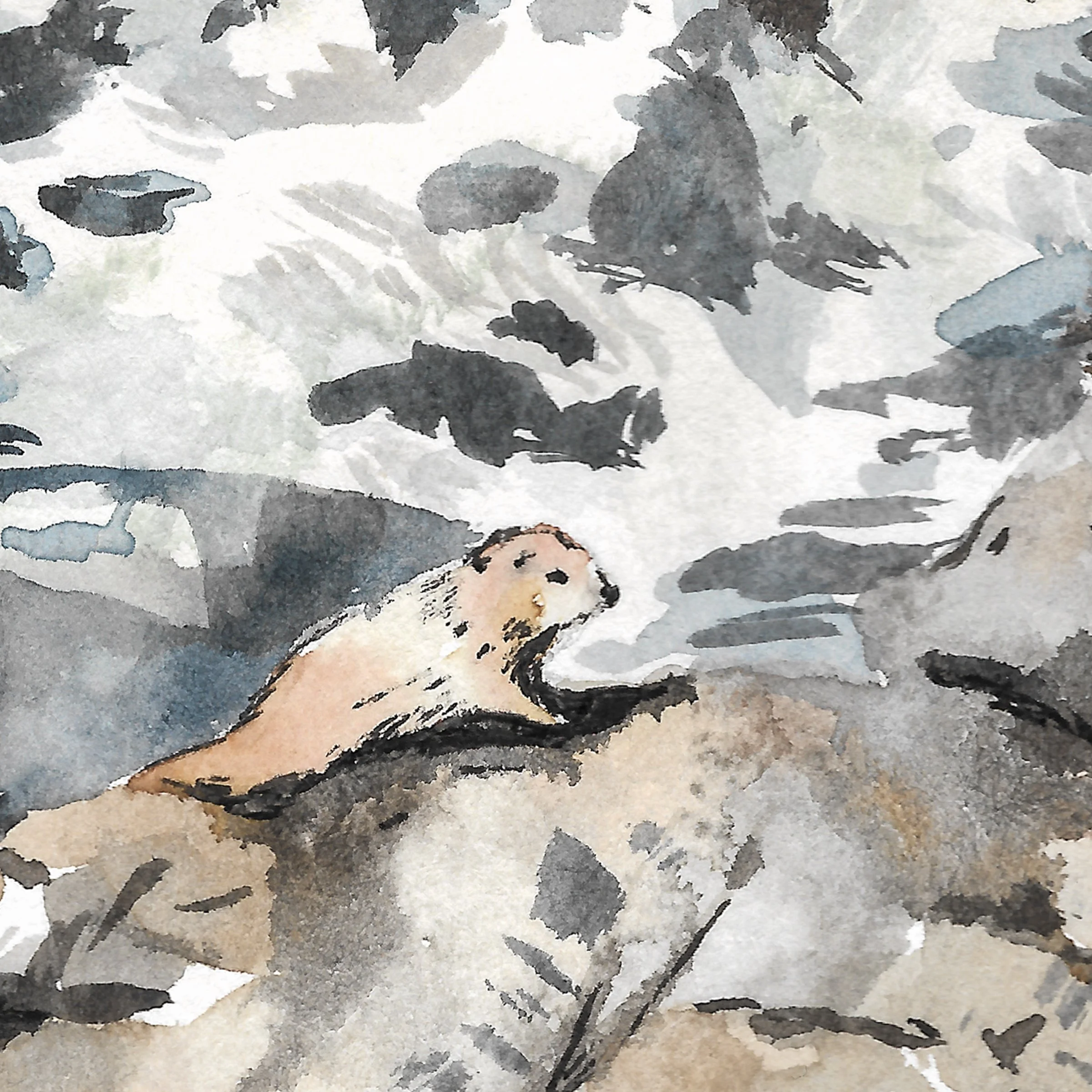 marmot-rainier-zoom.jpg