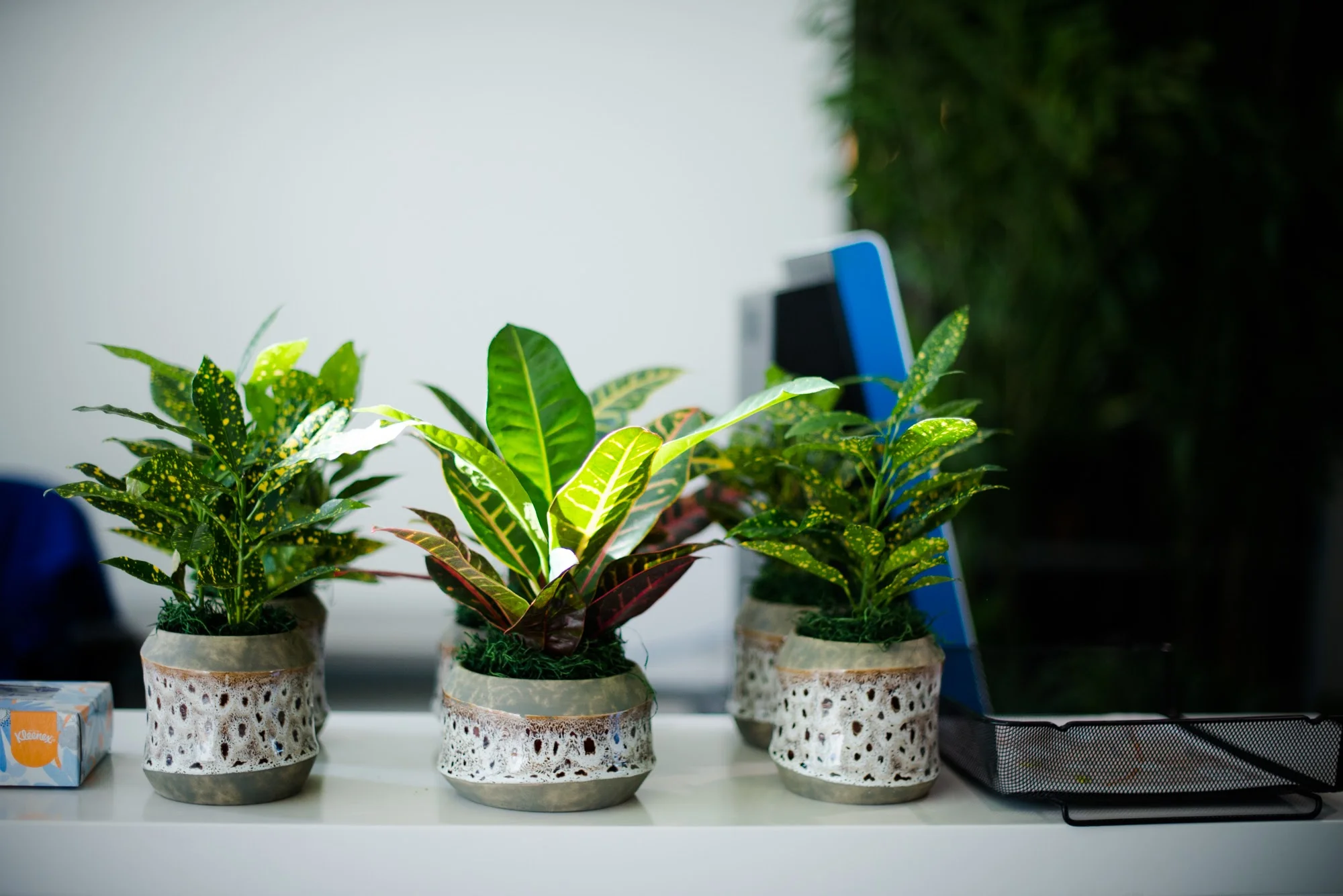 Table Top Foliage Plants.jpg