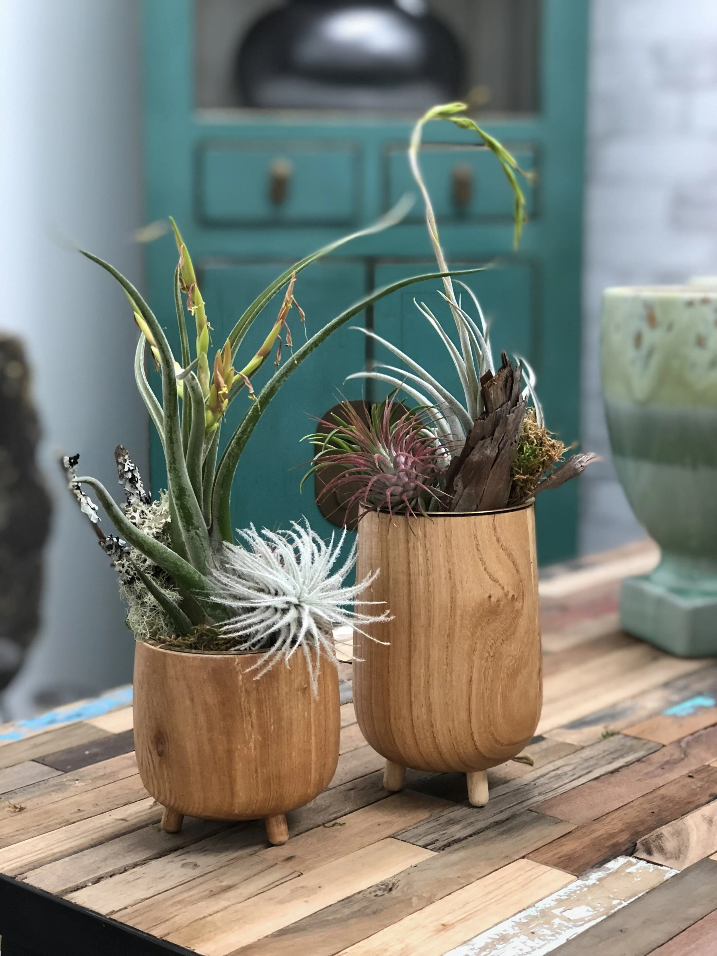 Tillandsias in roost containers.jpg