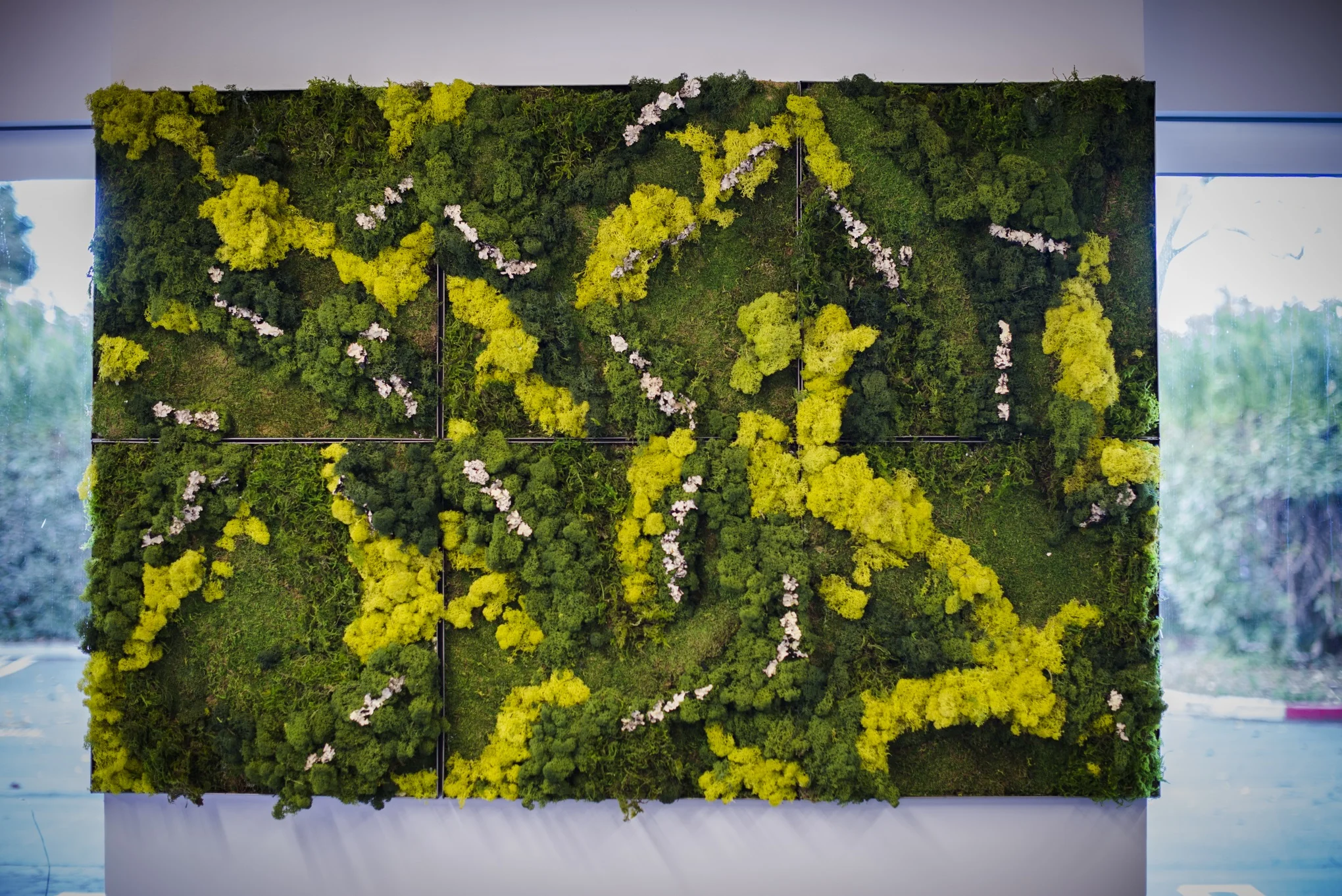 Moss Forest wall and lichen.jpg