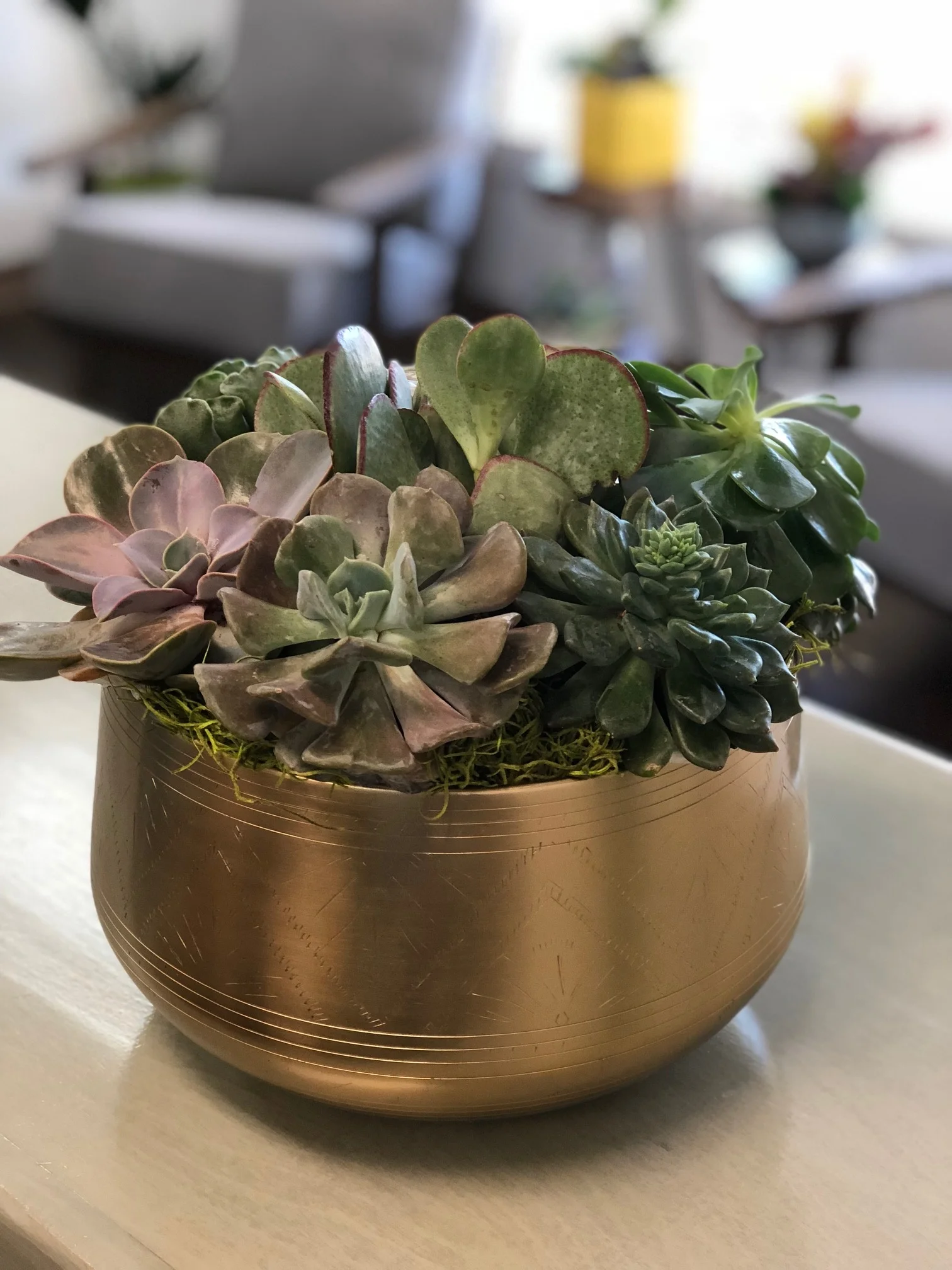 Succulents in gold etched bowl.jpg