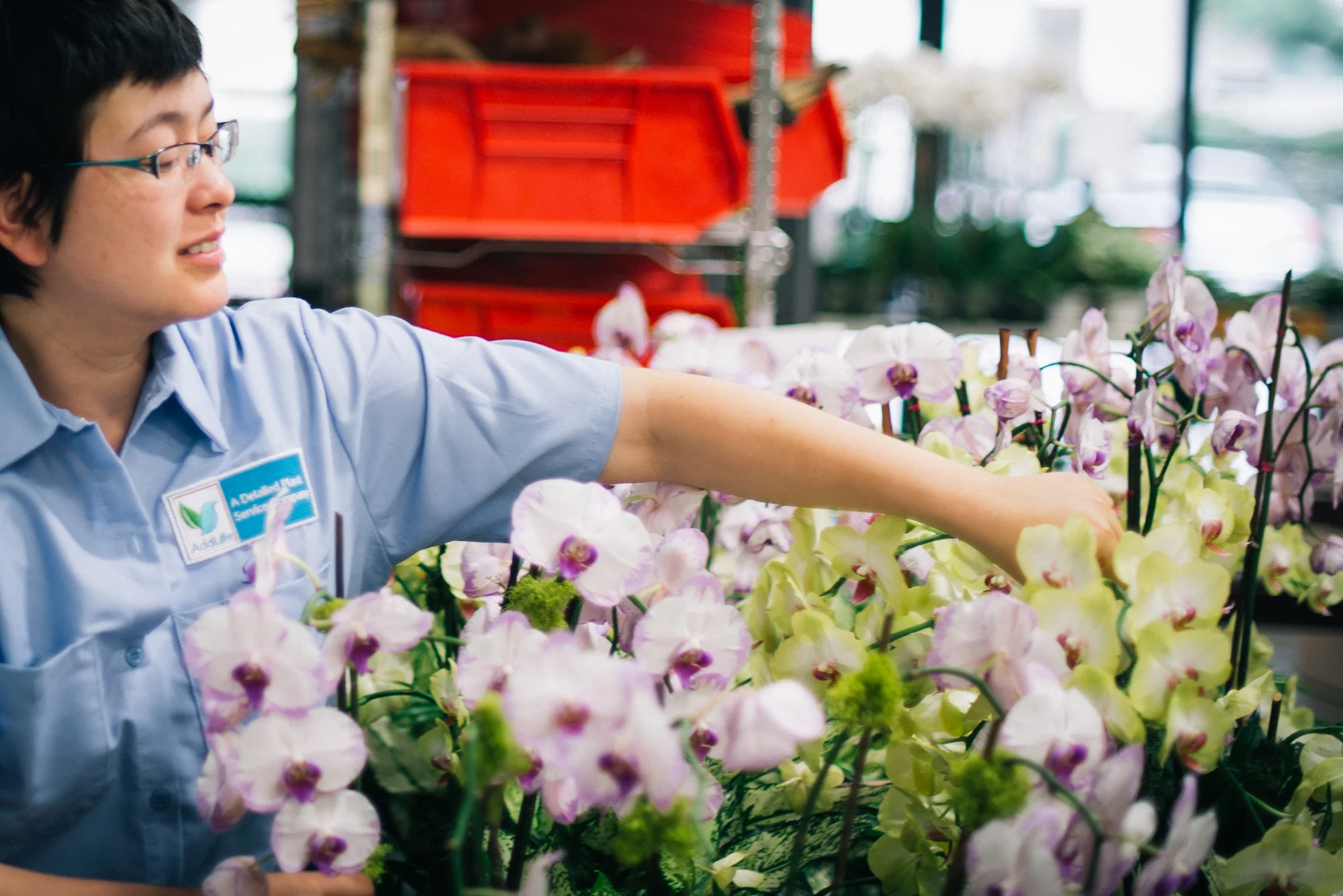 AddLife Interior plant care — AddLife | Detailed Interior Landscaping