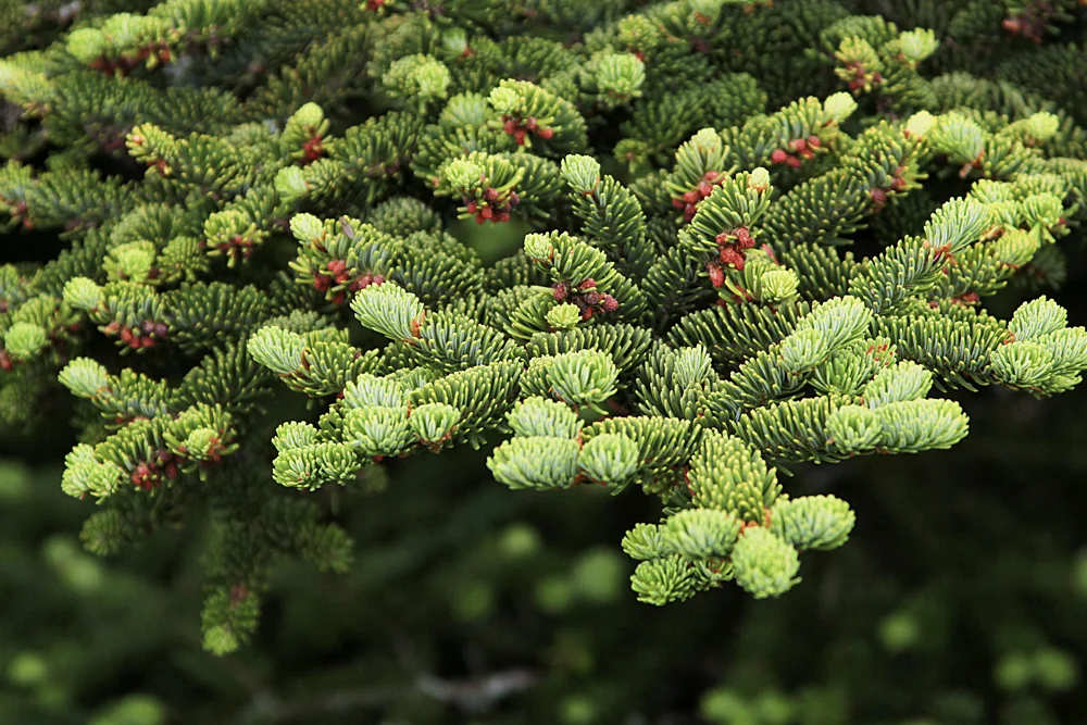 Pine Tips