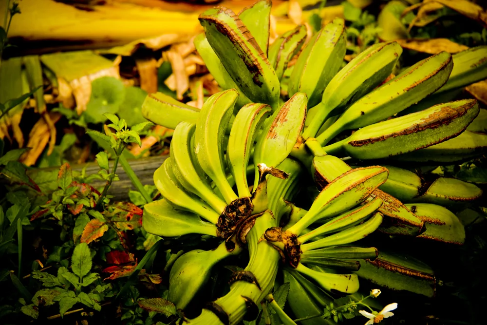 Beach Bananas 