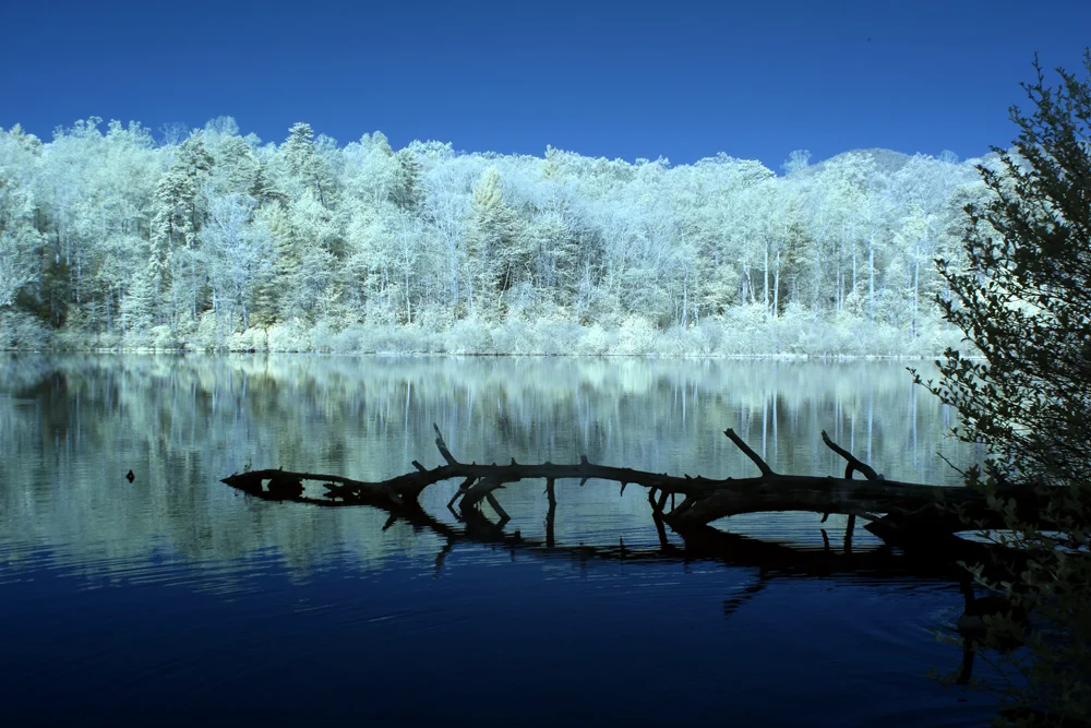 Web NC Arboretum (2).jpg