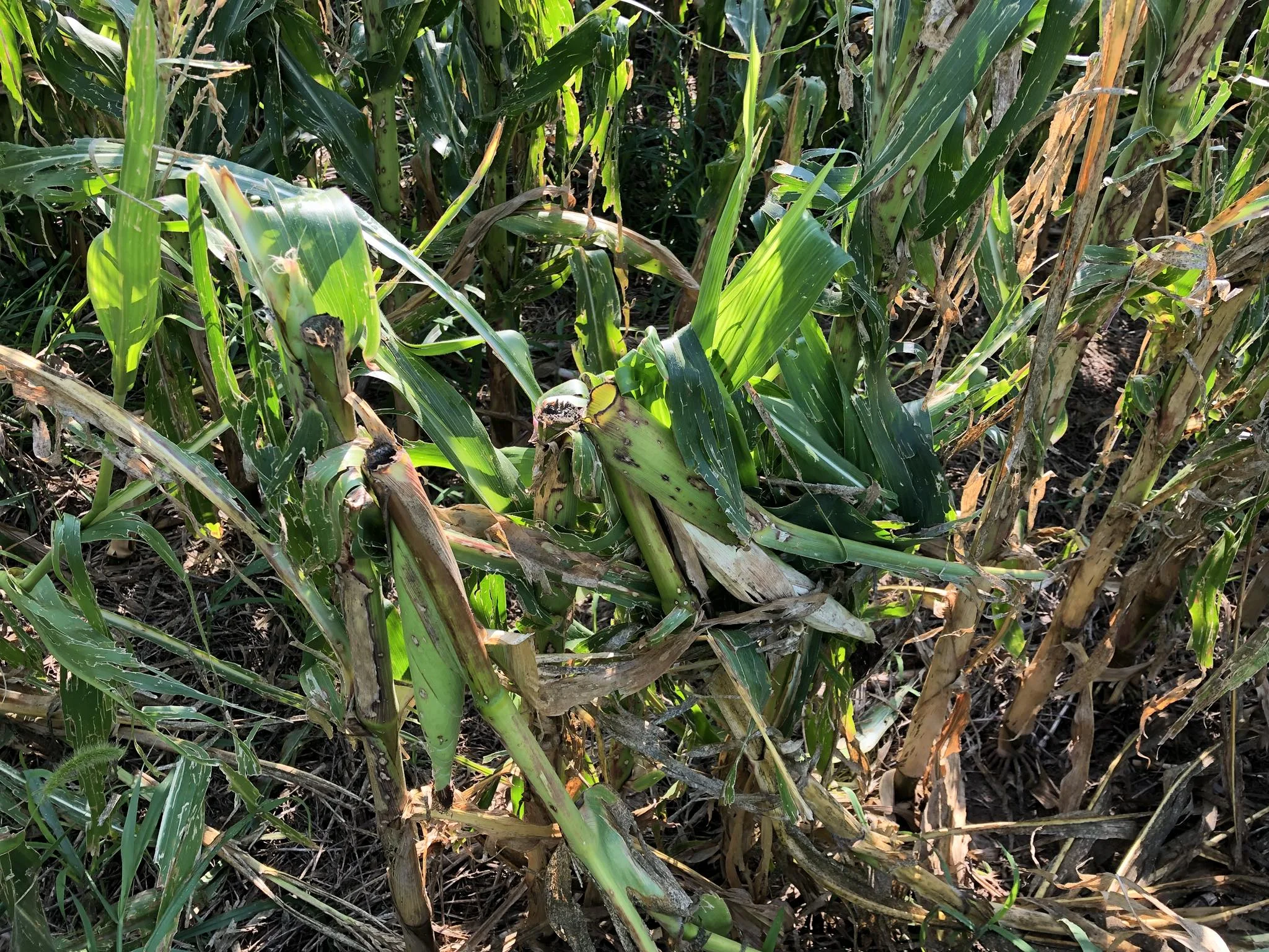 This Antelope county producer easily maxed out his production plan policy with extreme winds and hail in late July 2018.