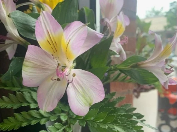 Flowers on Tuesdays