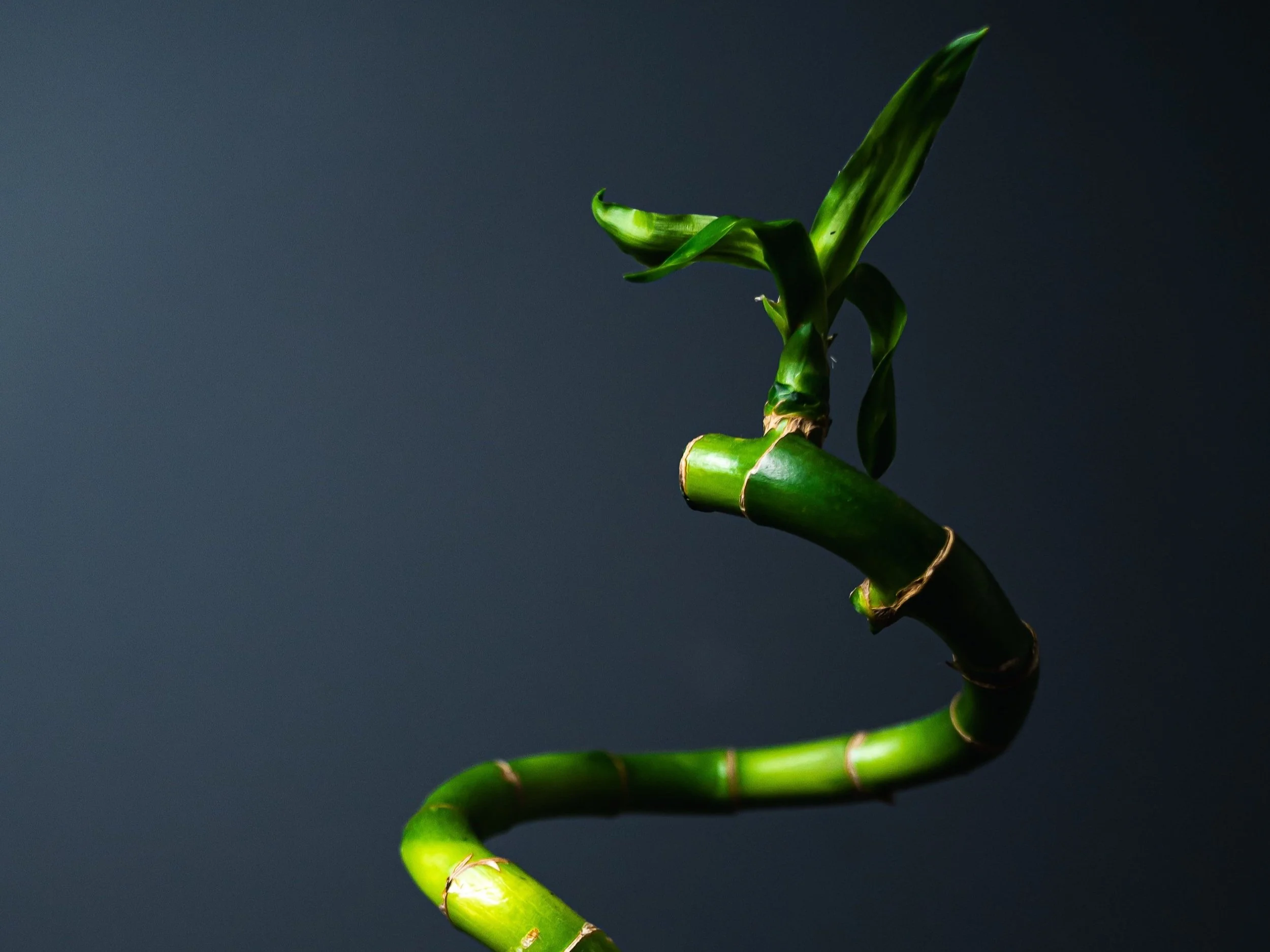 where to buy a snake plant Sansevieria Superba