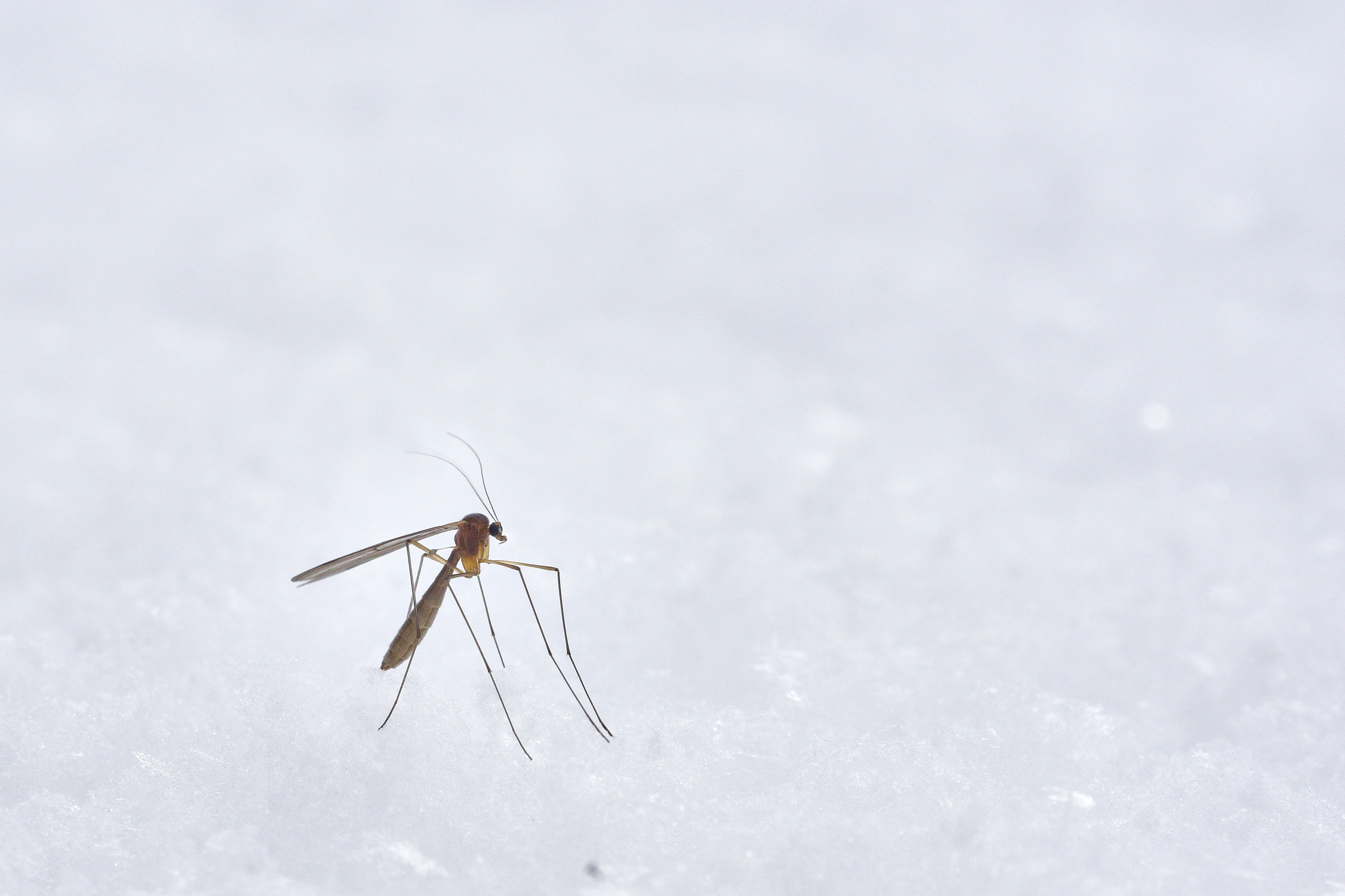 Legislature Passes Bill to Protect Residents from Mosquito-Borne Viruses