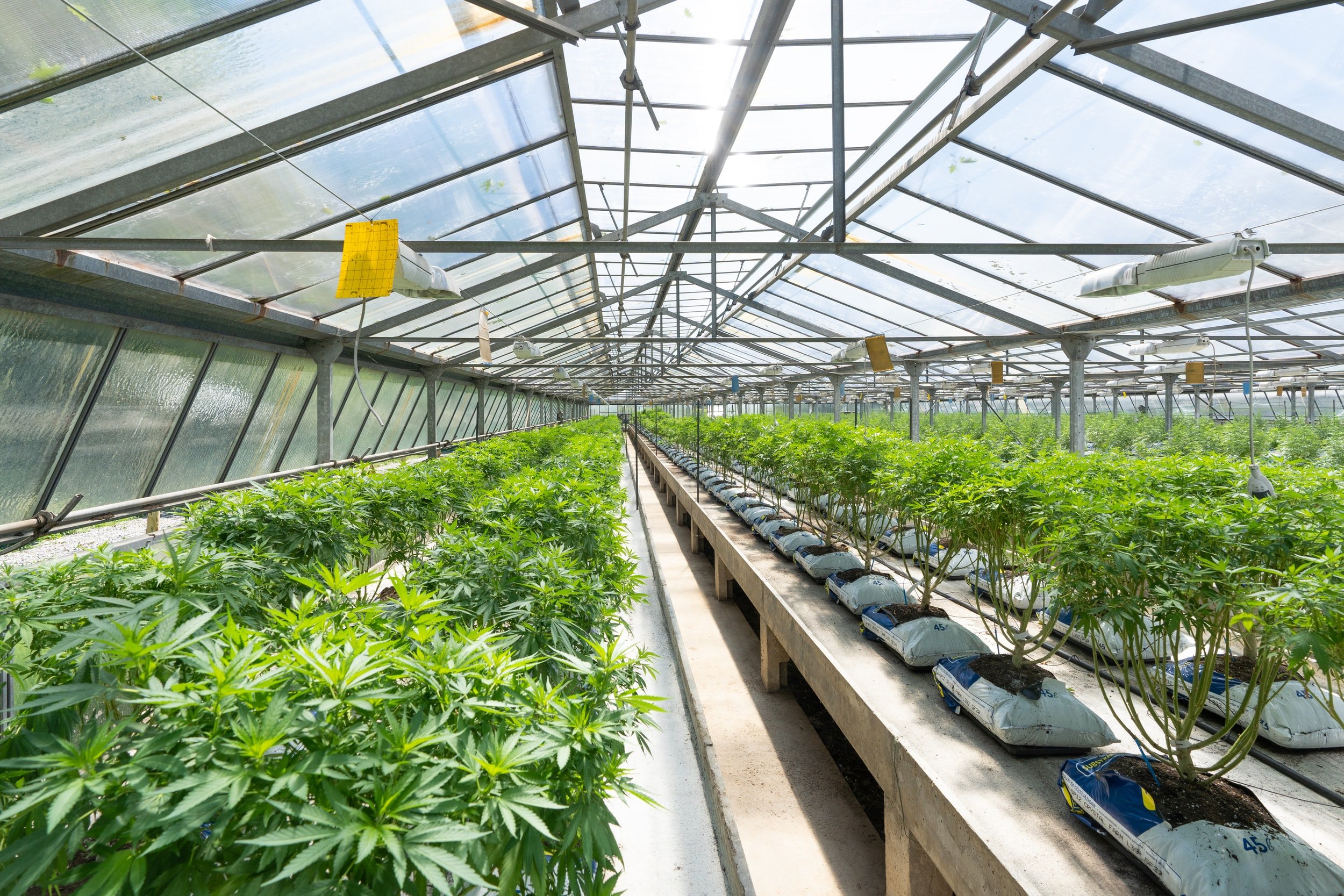 Senate Passes Sweeping Social Equity Cannabis Bill  