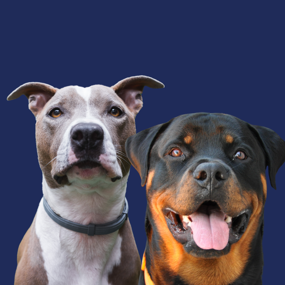Senate to take up legislation removing breed restrictions from consideration in DCF foster placements