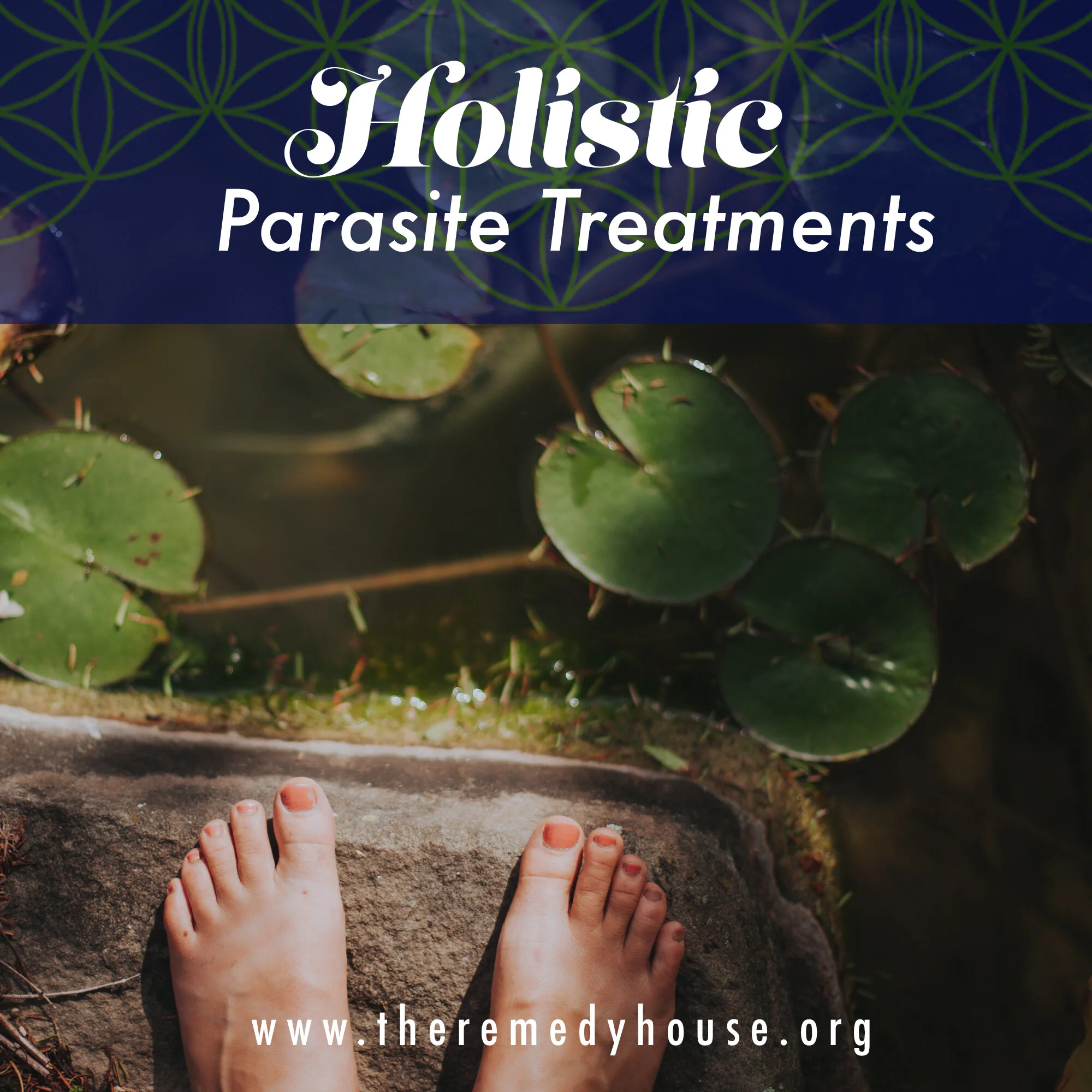 Garlic Parasite Cleanse Recipe Dandk Organizer