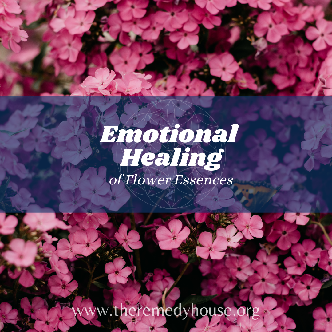 Sunflower Flower Essence Healing Best Flower Site